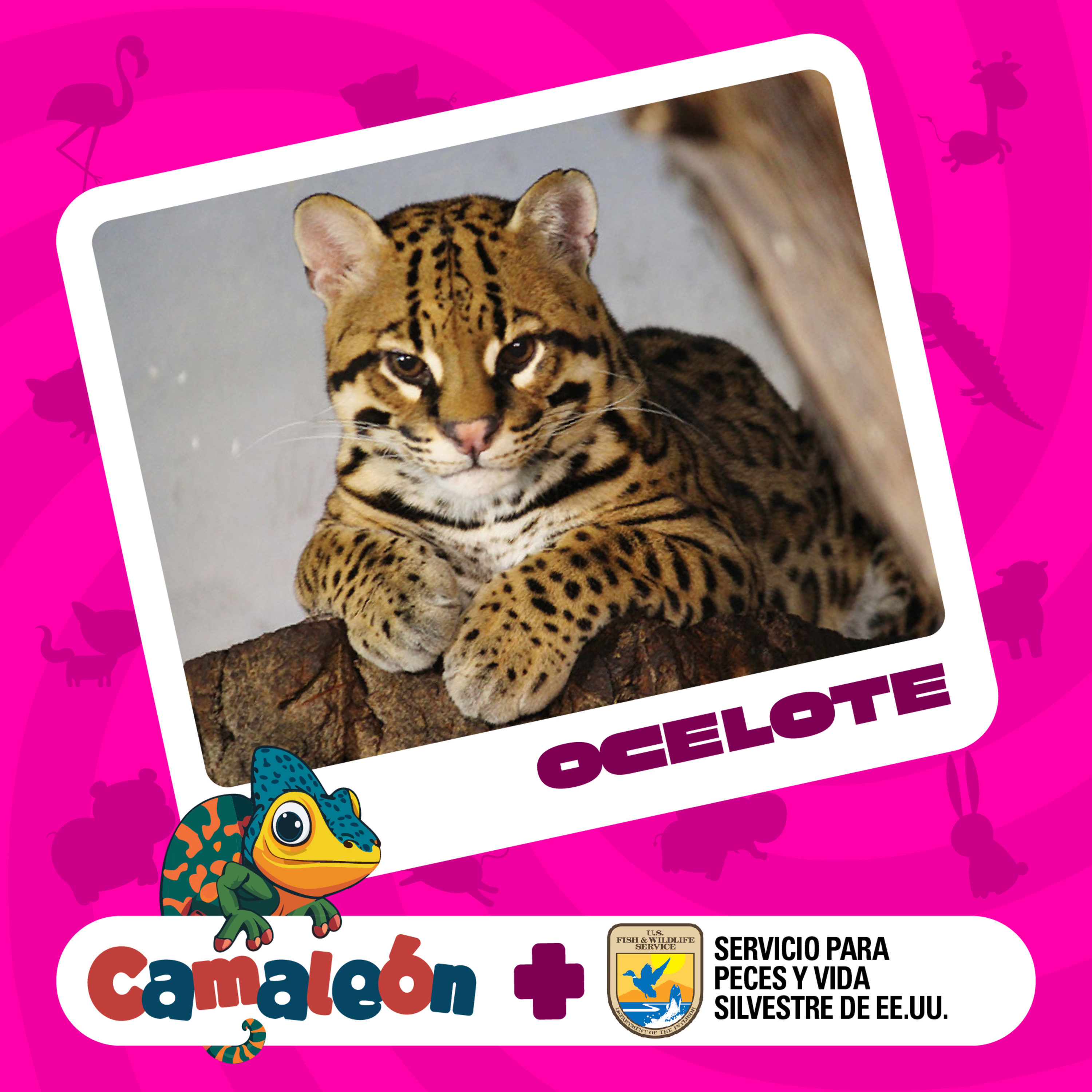 Camaleón: Ciencia de animales para niños