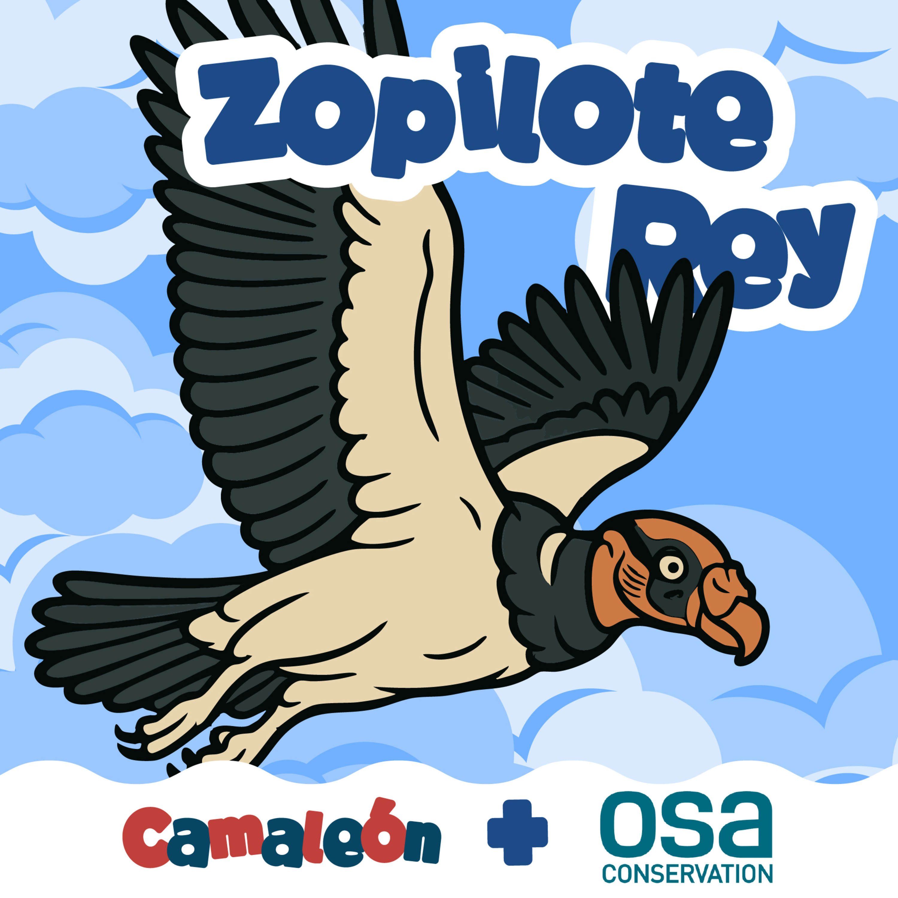 Zopilote Rey: un limpiador con mucho color