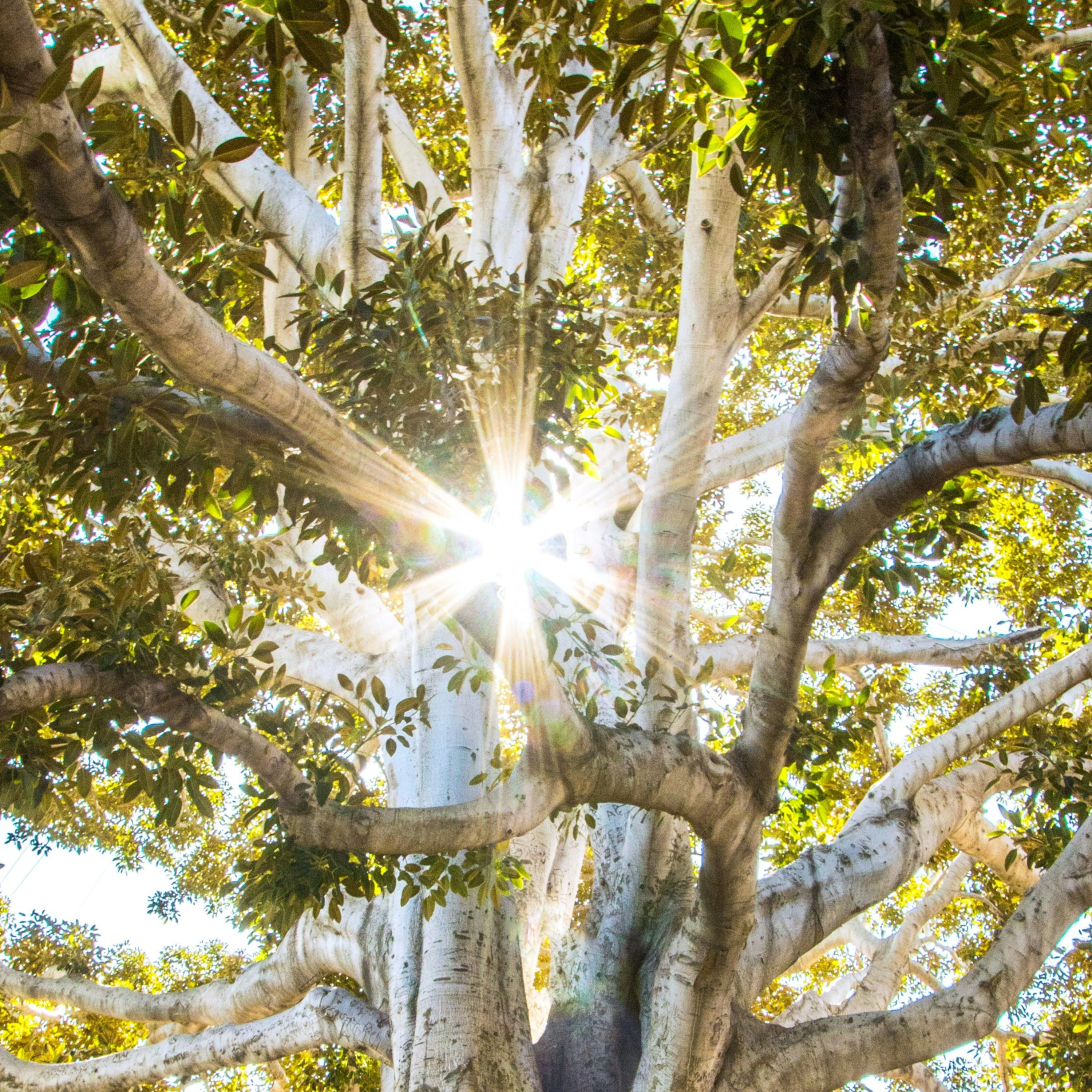 FSD S5 E4: The Feng Shui you're already doing right!