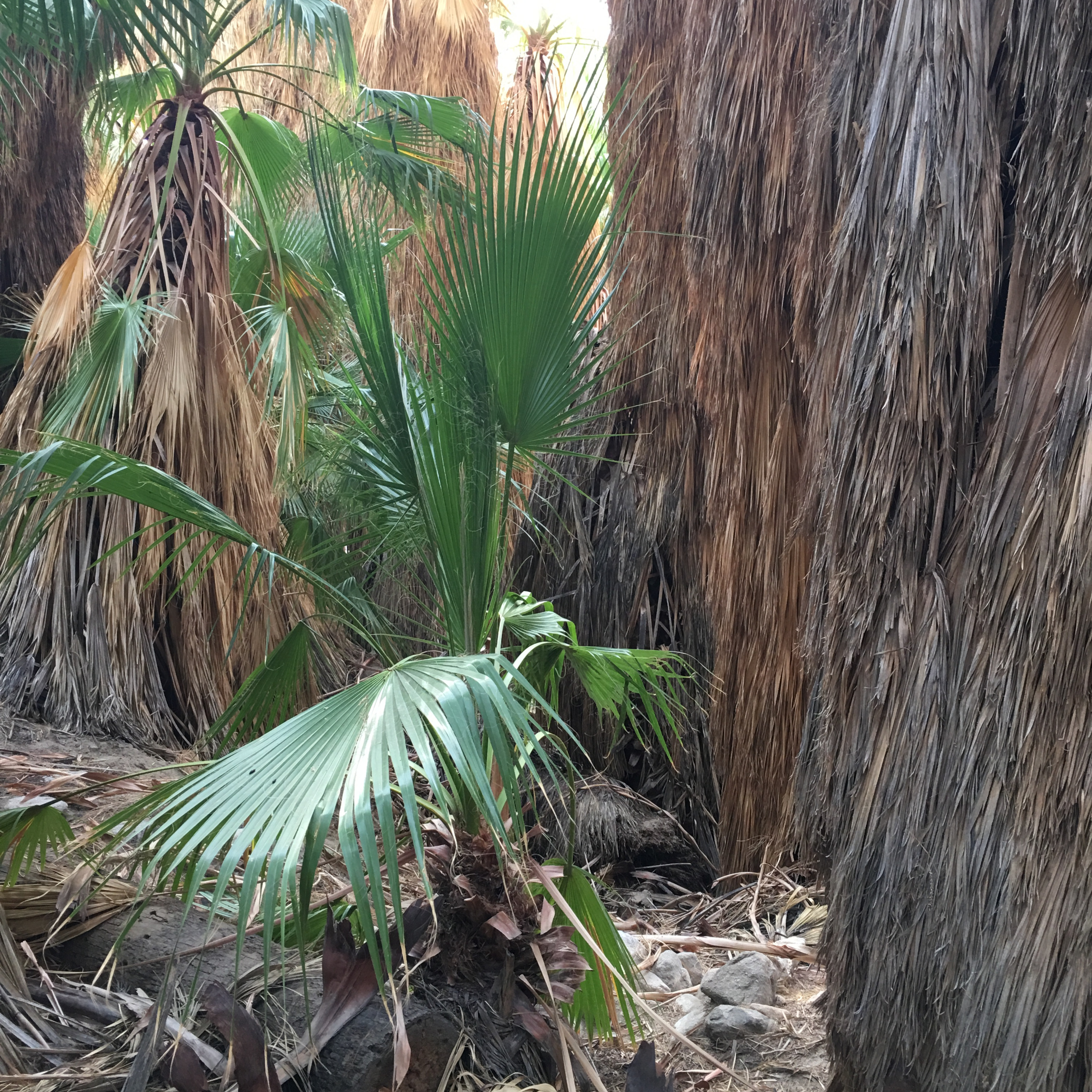cover of episode Ep #24-(Palm Desert, California)Building A Legacy With Nature Even On The San Andreas Fault
