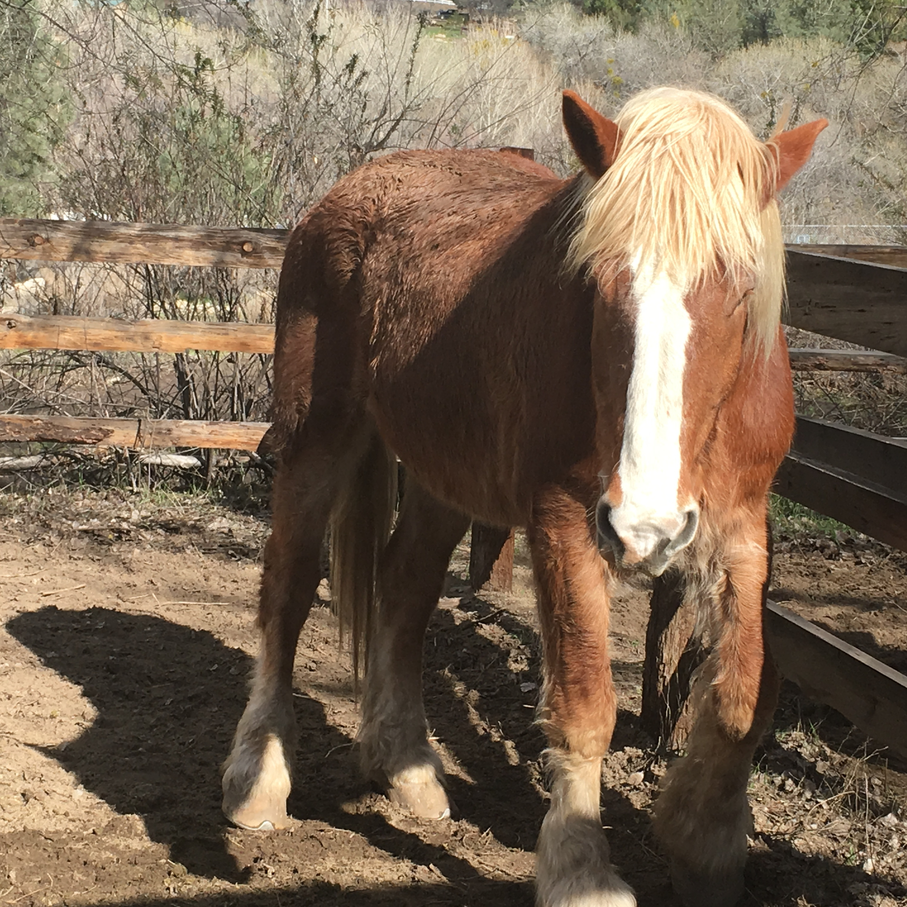 cover of episode Ep #27-(Southern Sierra, California) The Horse Sense Of Developing Your Passion For Business