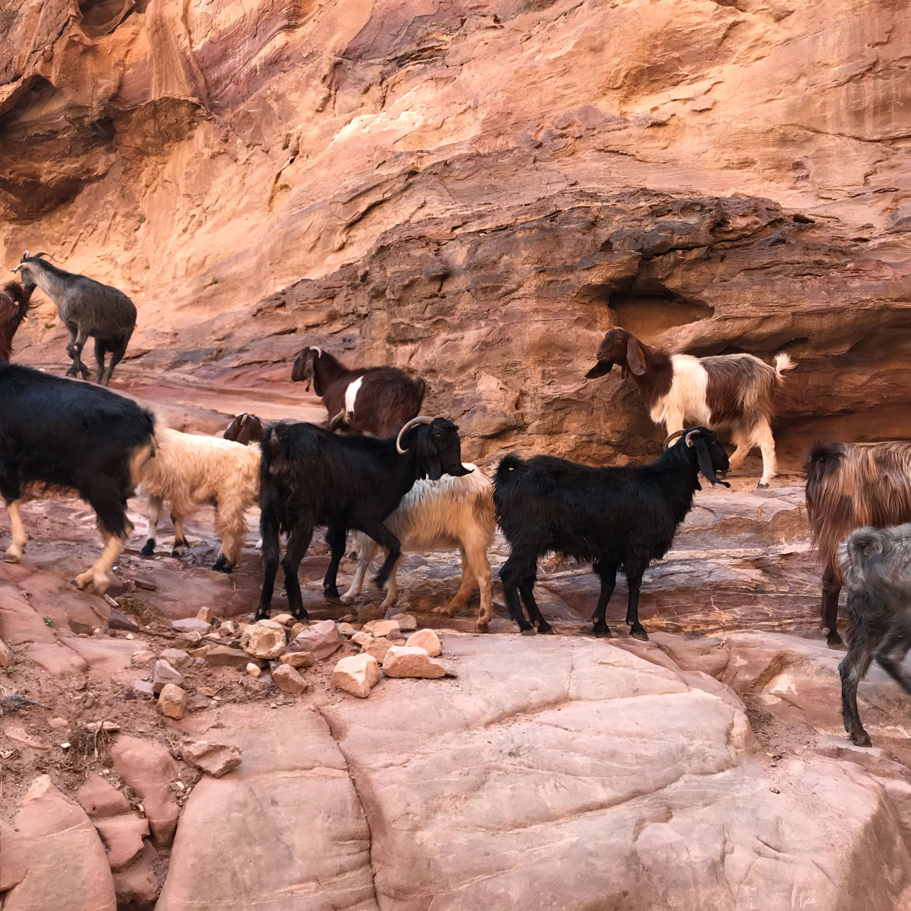 Ep# 105--(Bethlehem, Palestine)--Shepherding Your Business