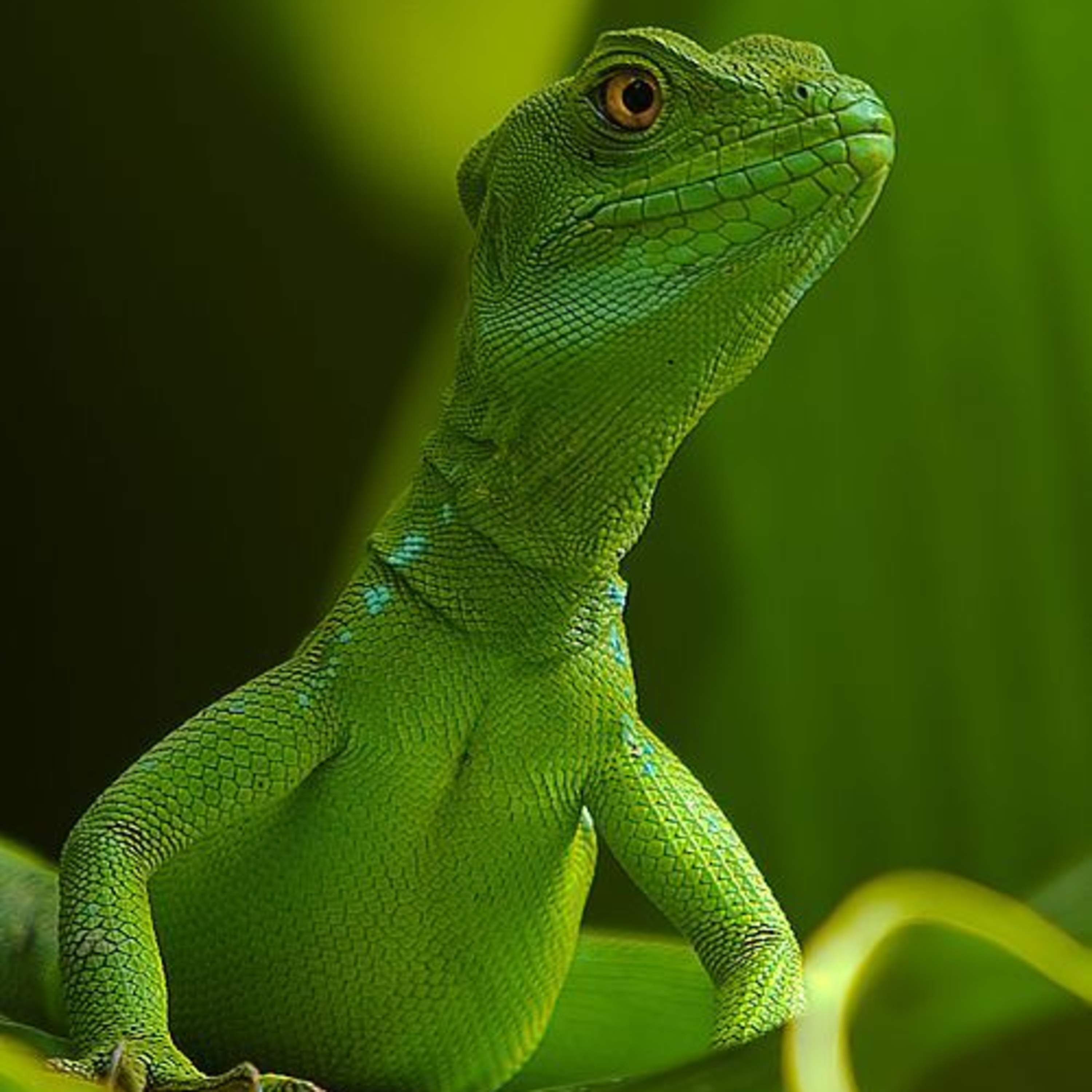 \