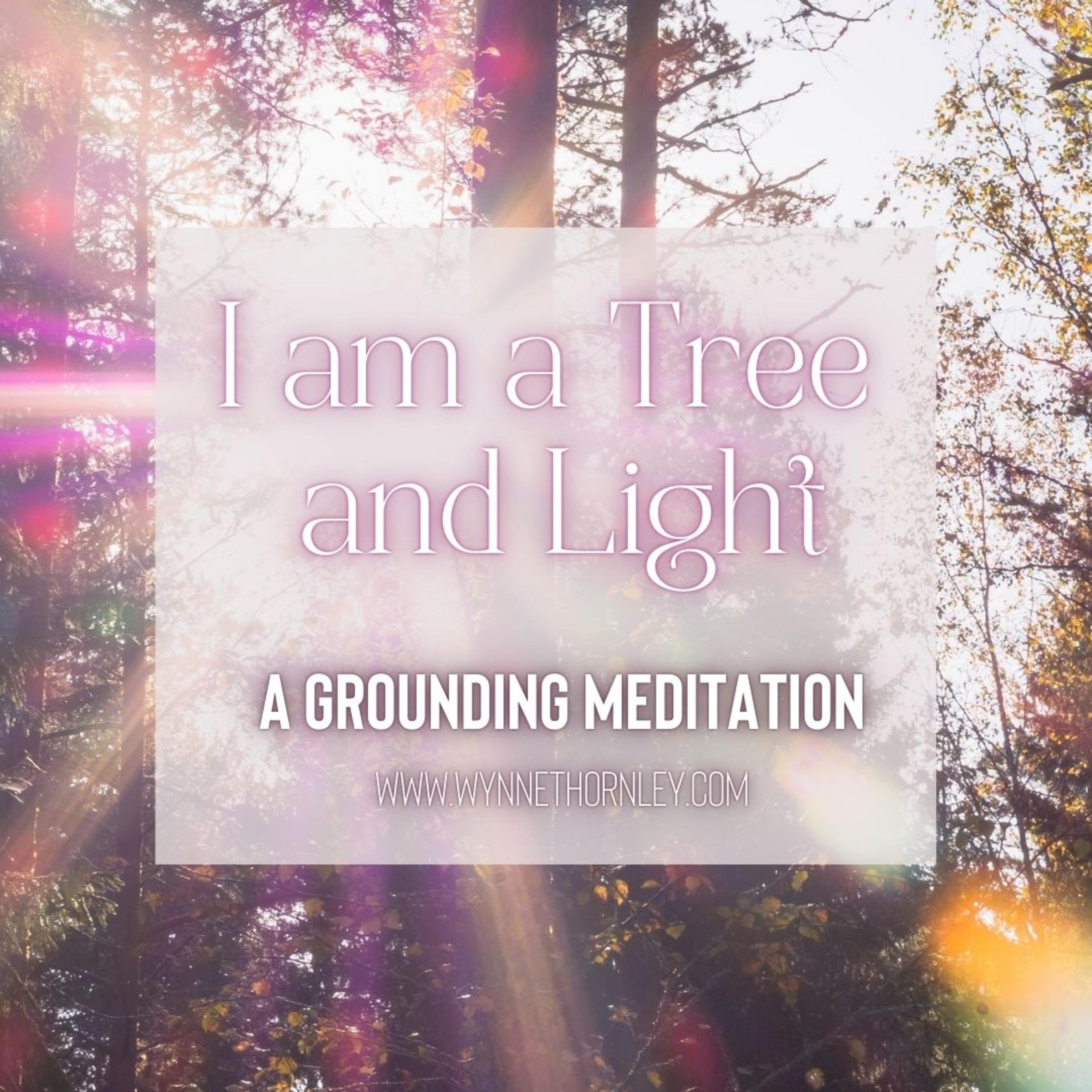 I am a Tree and Light | A Grounding Meditation episode artwork