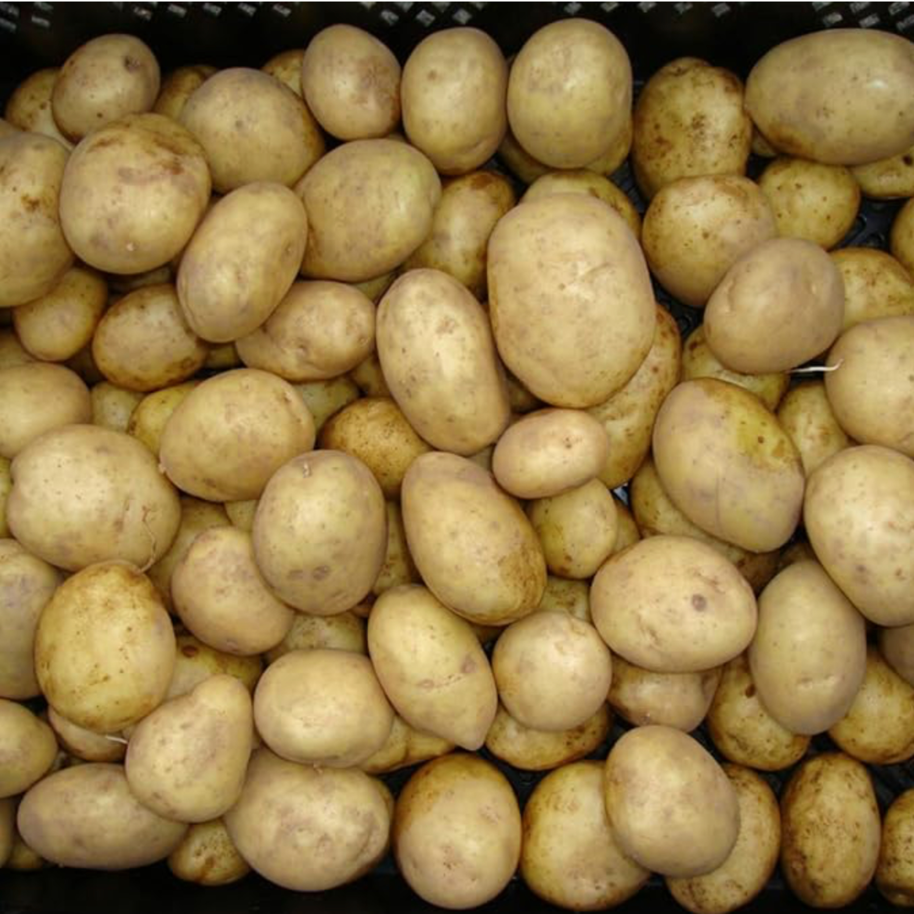 Potato issues from the 1917 Herald episode artwork