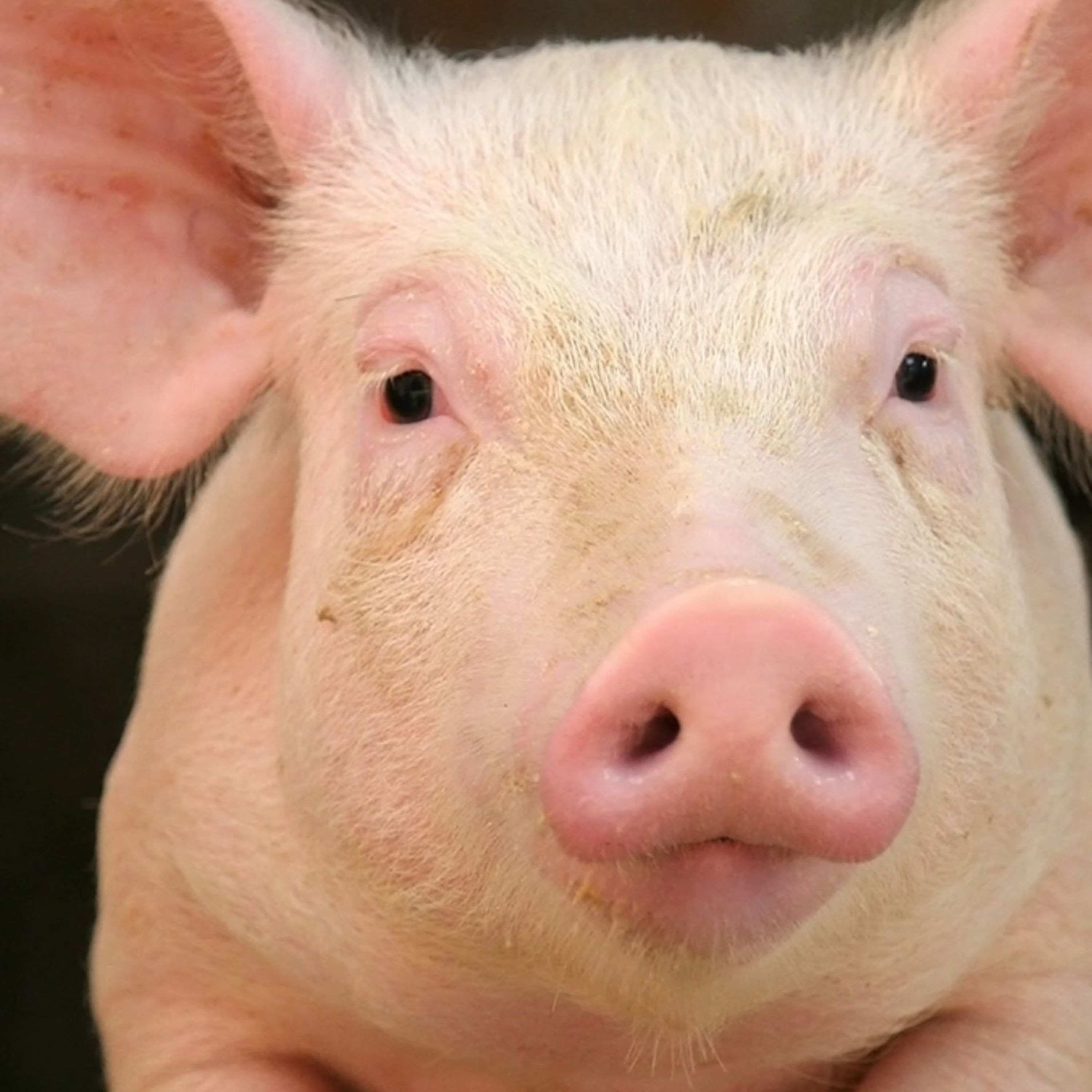 How To Kill A Fat Pig episode artwork