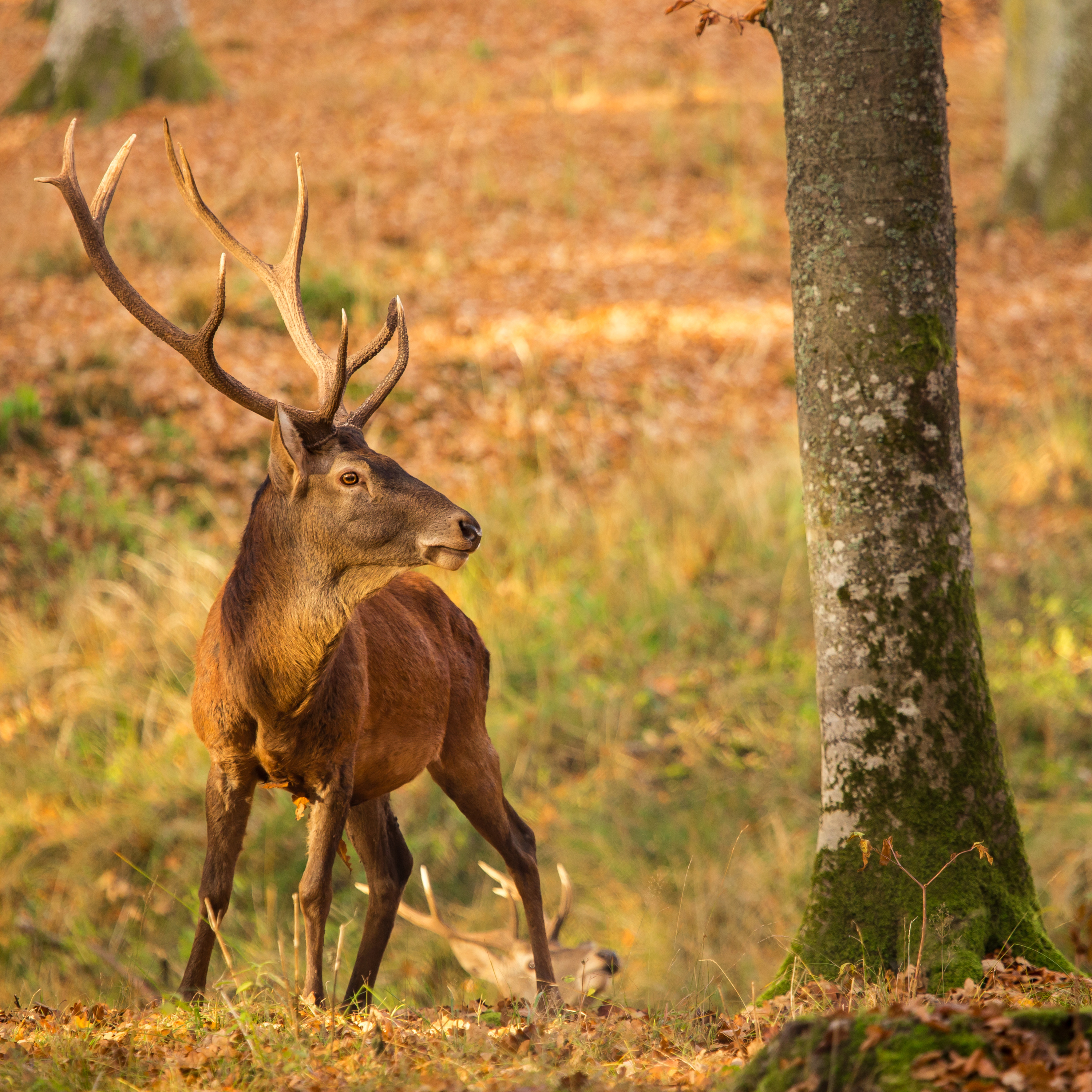 Bock auf Jagd - Der Jagdpodcast