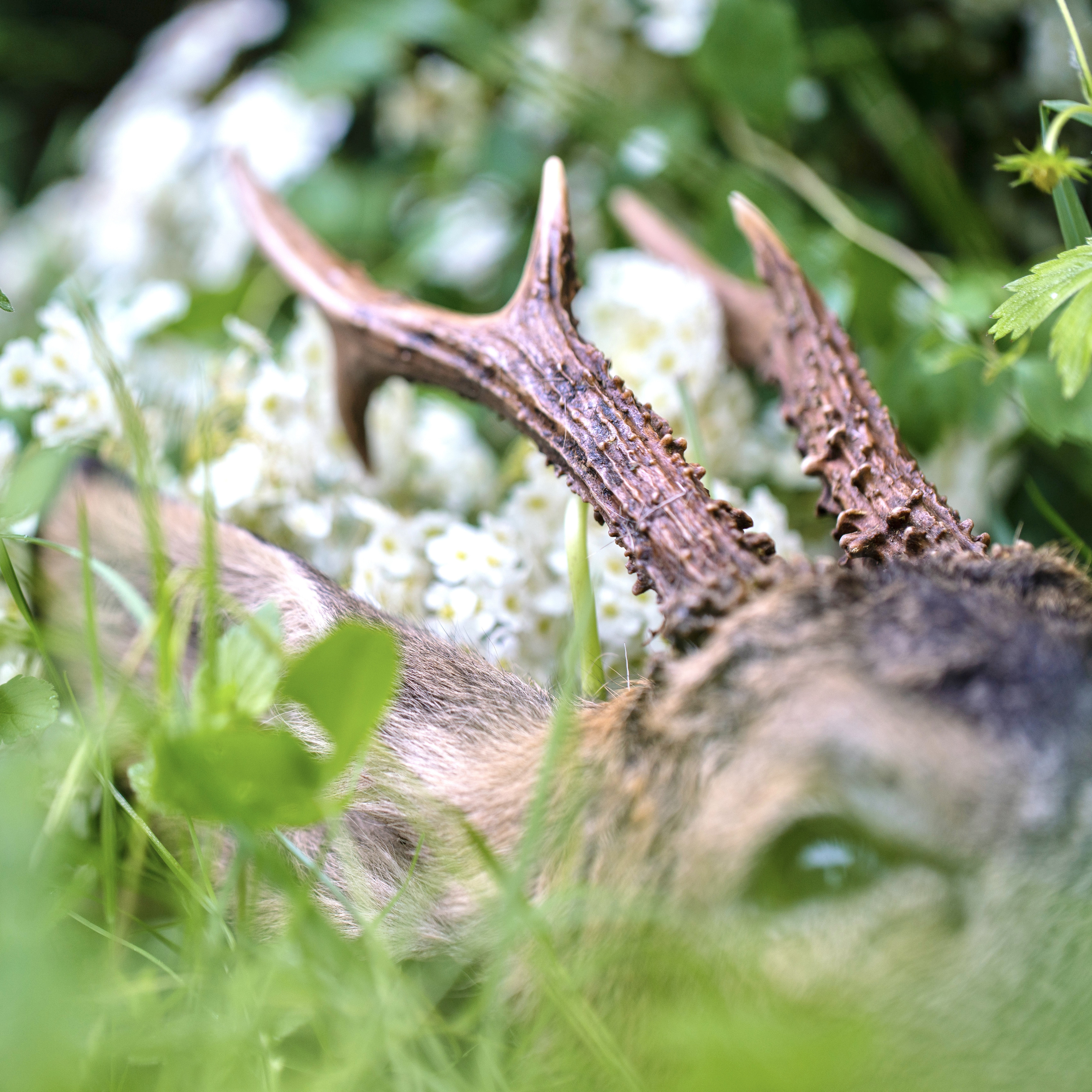 Bock auf Jagd - Der Jagdpodcast
