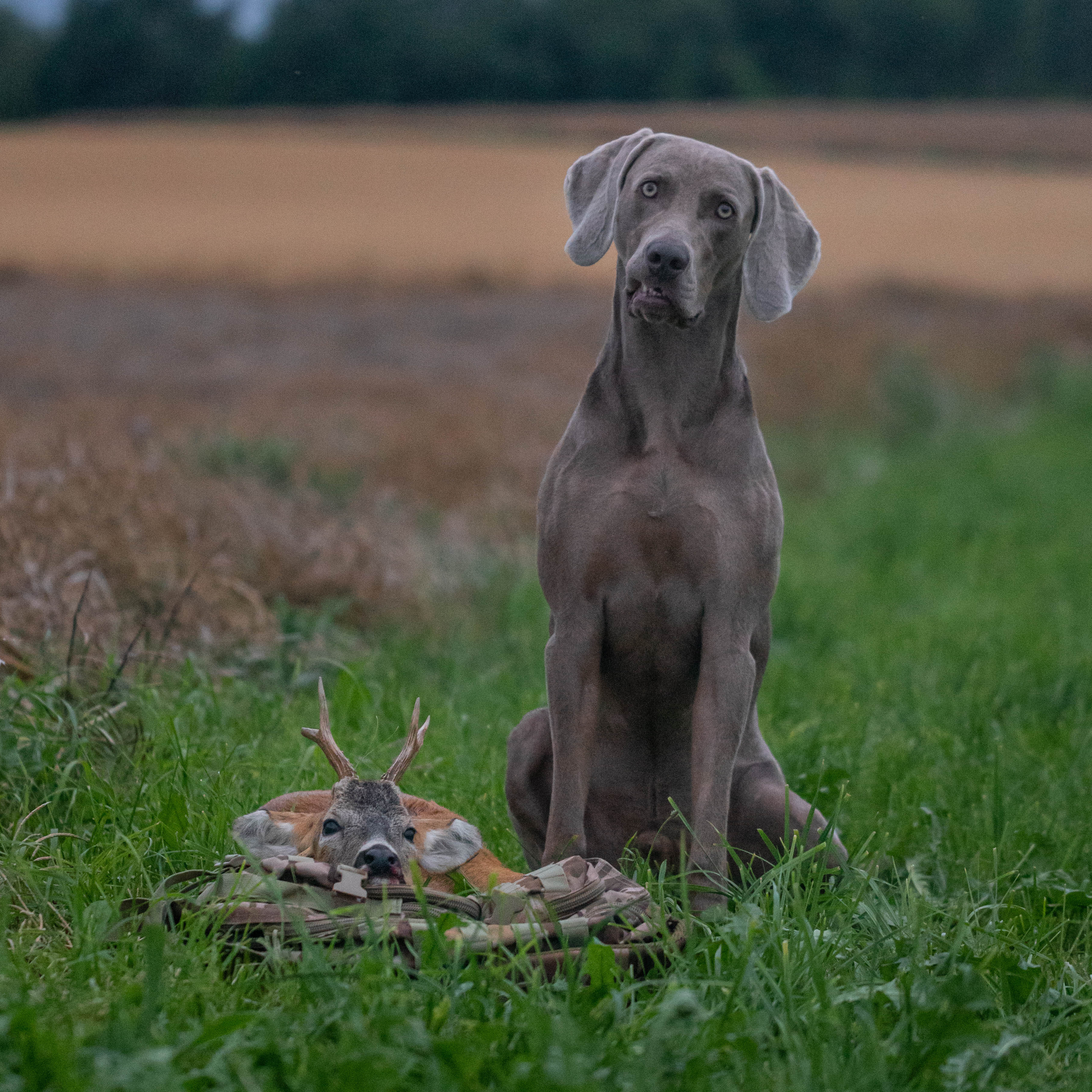 Bock auf Jagd - Der Jagdpodcast