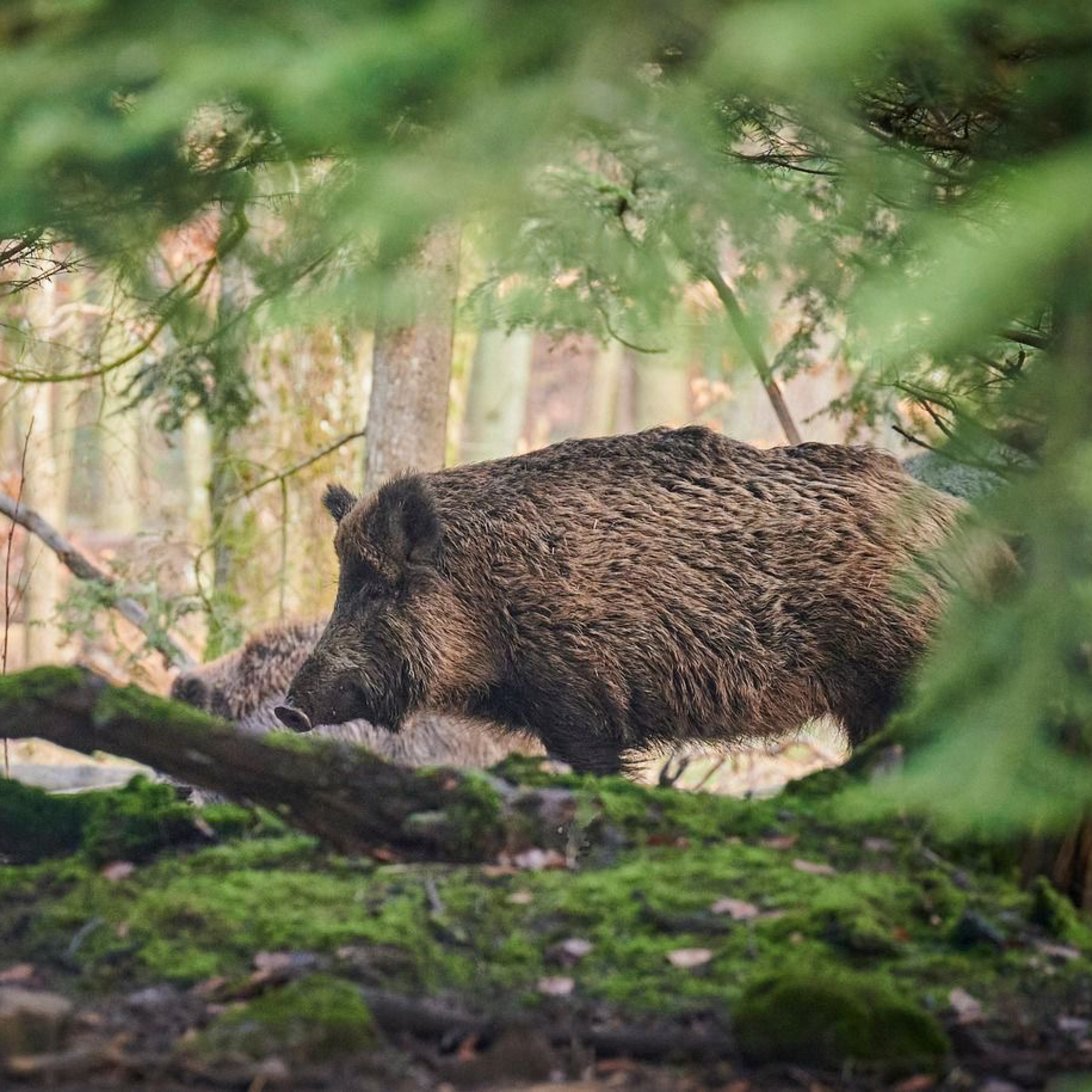Bock auf Jagd - Der Jagdpodcast
