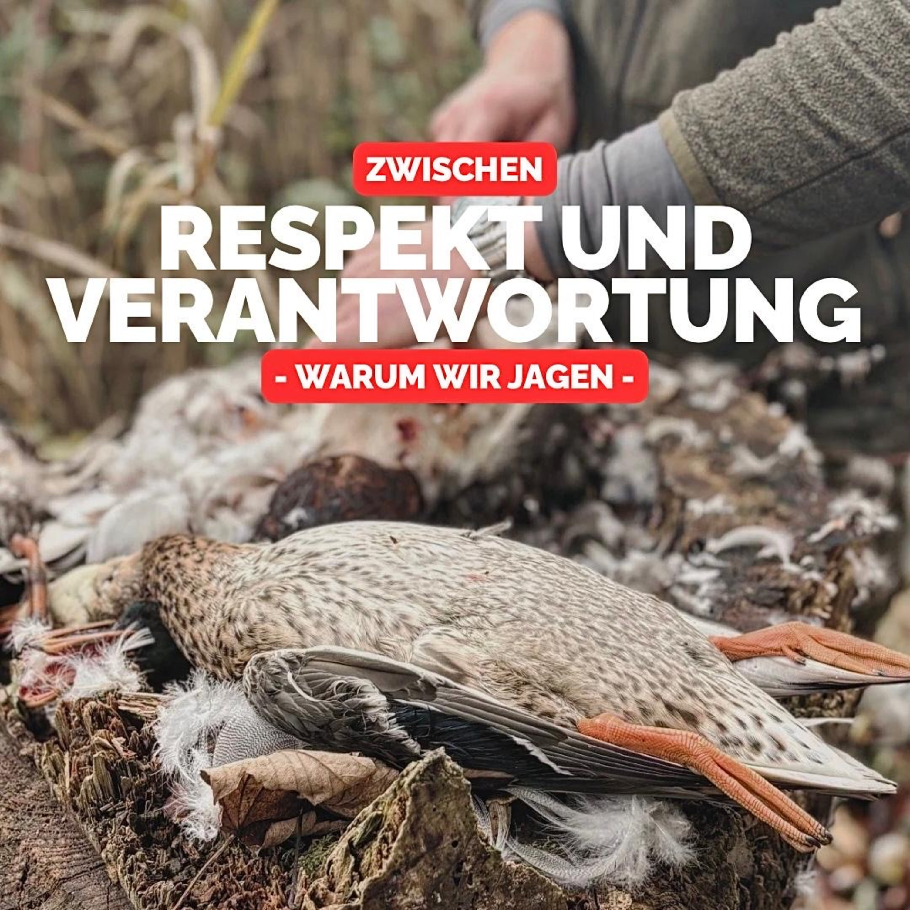 Zwischen Respekt und Verantwortung: Warum wir jagen episode artwork