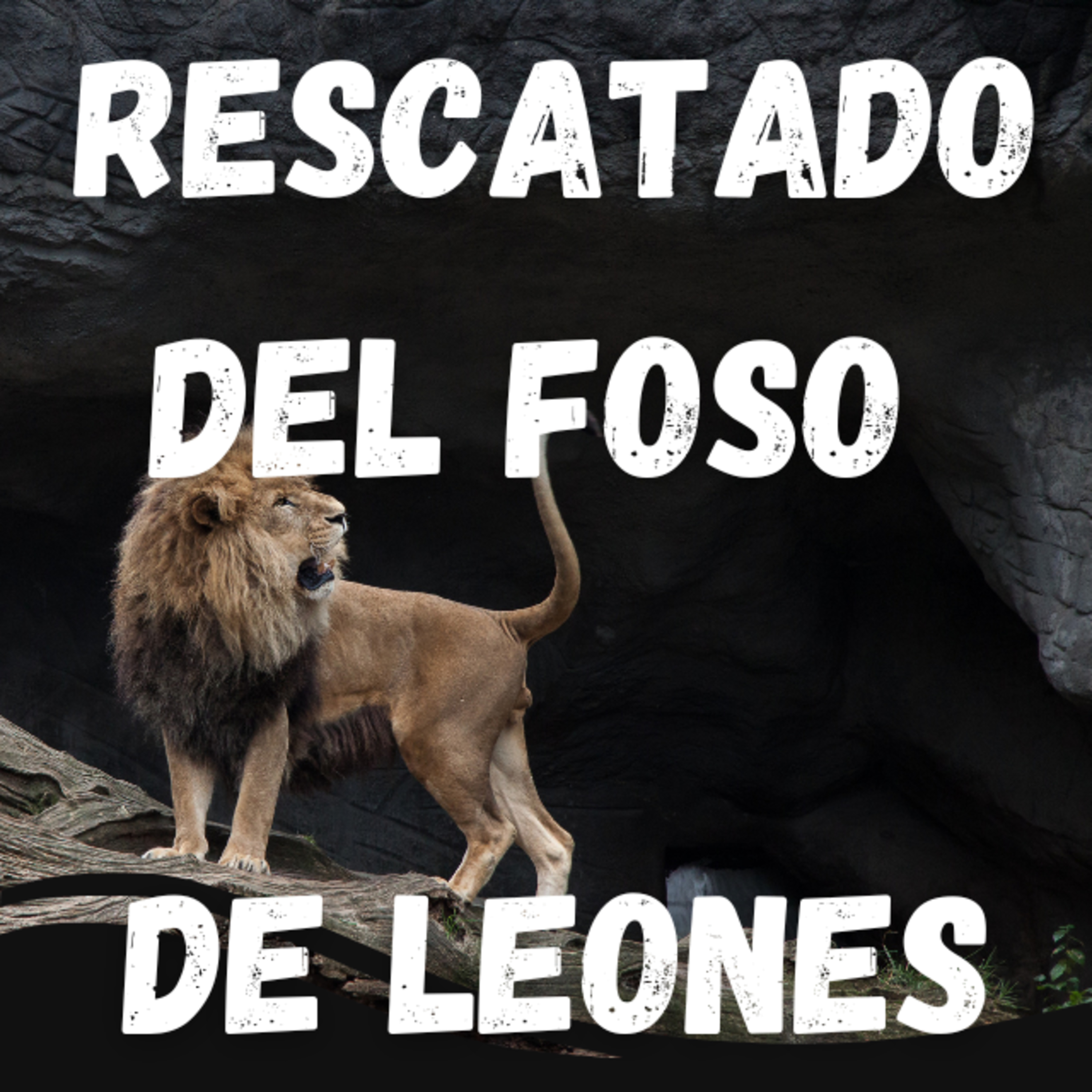 Rescatado Del Foso De Leones
