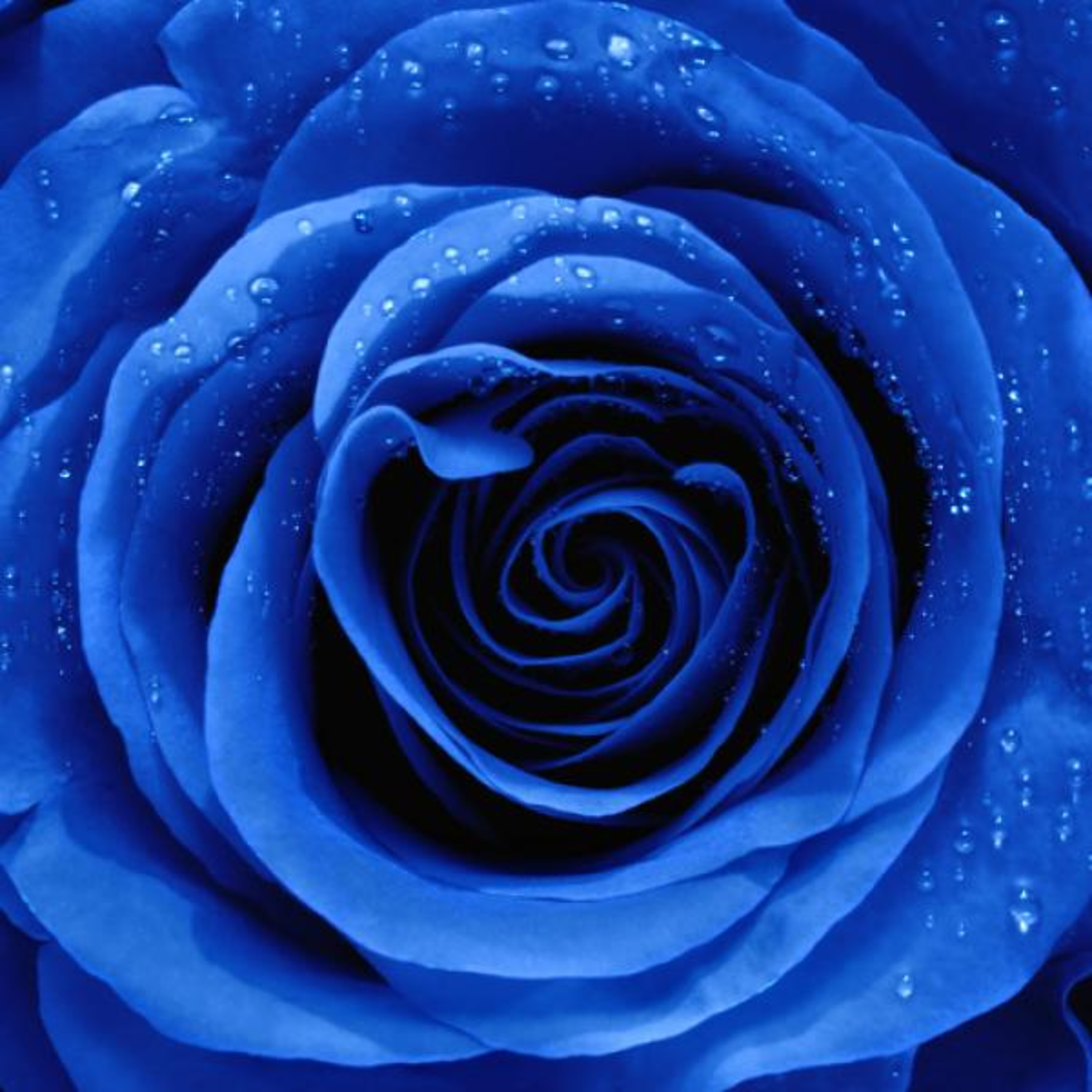 La Leyenda de la Rosa Azul episode artwork