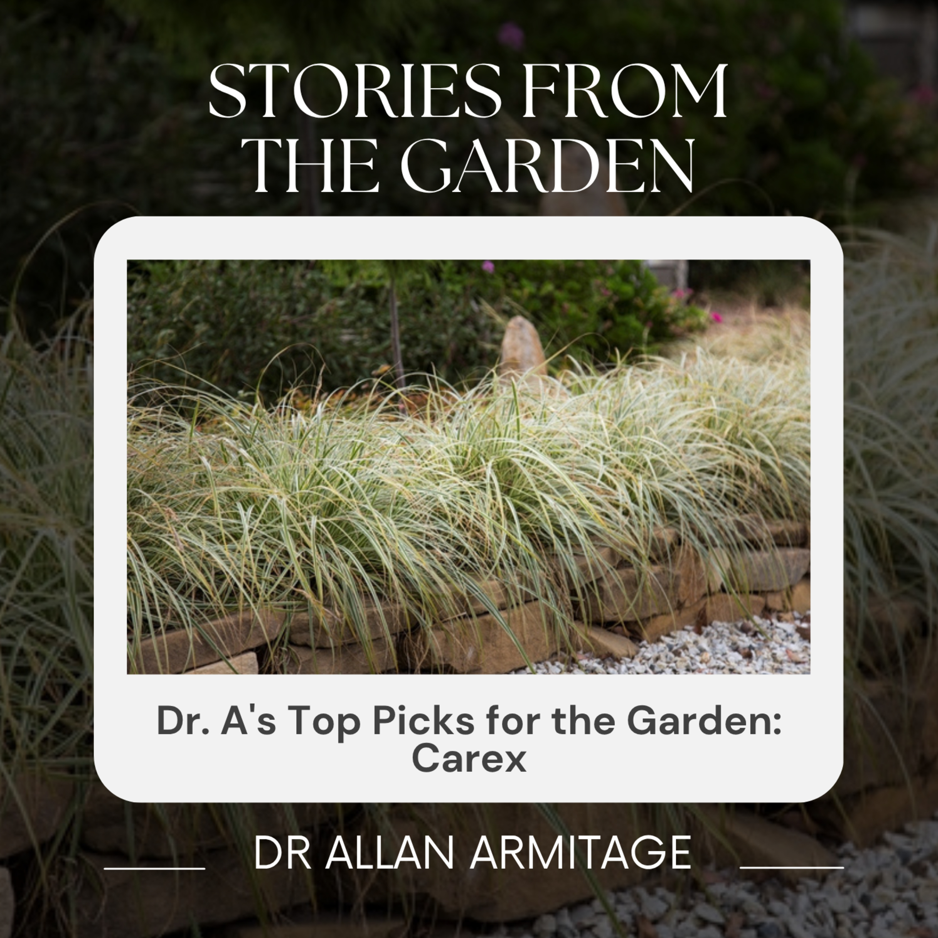 Dr. A's Top Picks for the Garden: Carex