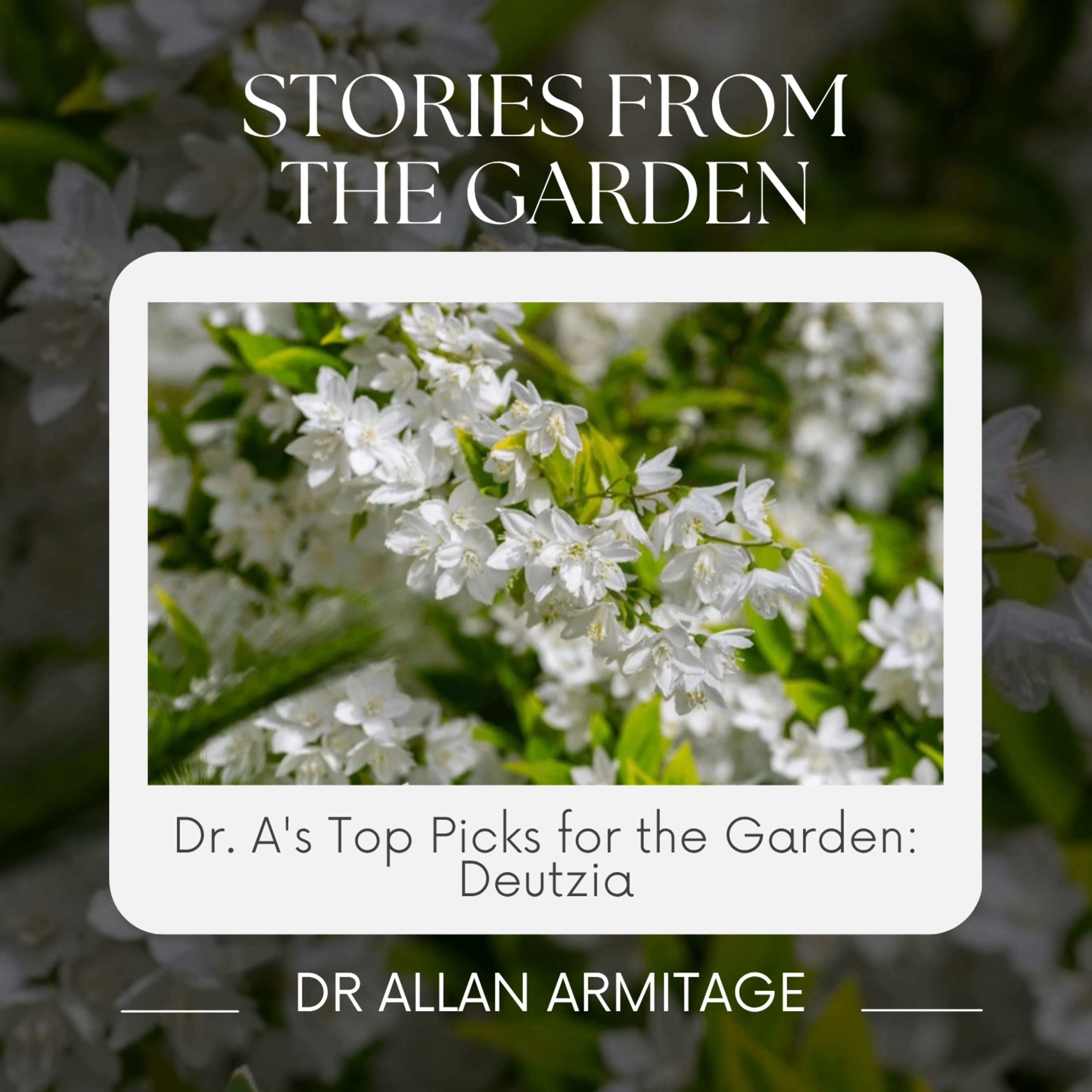 Dr. A's Top Picks for the Garden: Deutzia