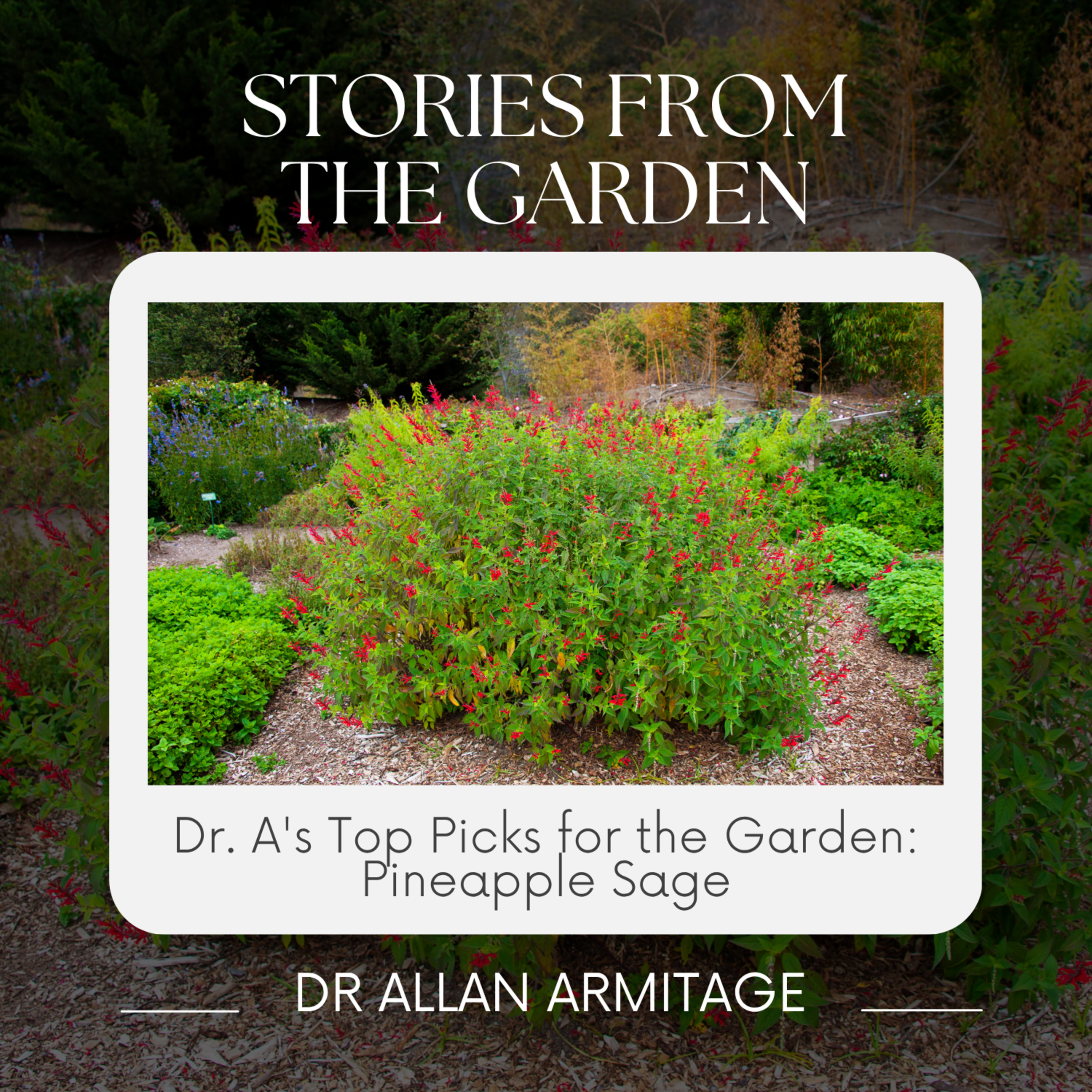 Dr. A's Top Picks for the Garden: Pineapple Sage