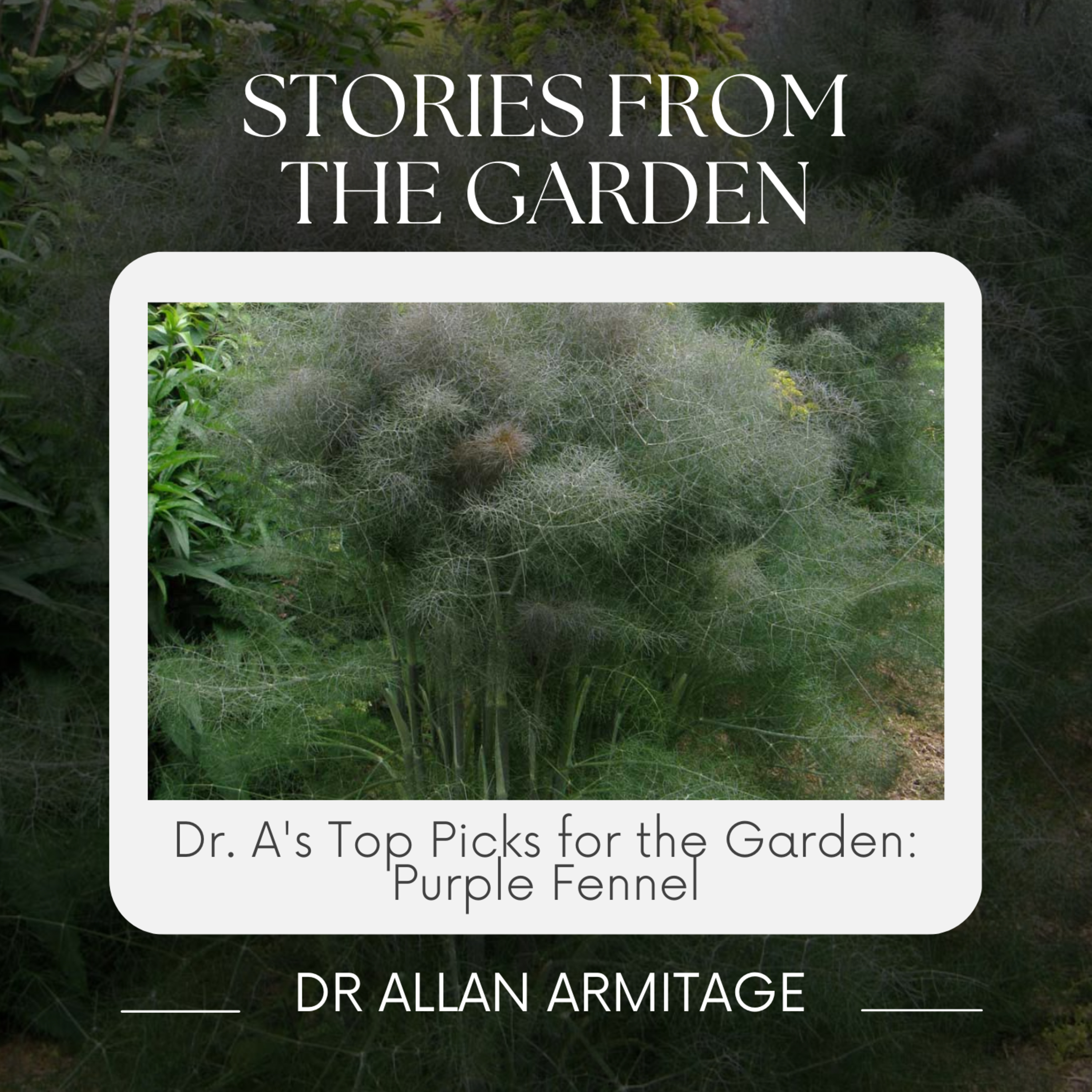 Dr. A's Top Picks for the Garden: Purple Fennel episode artwork