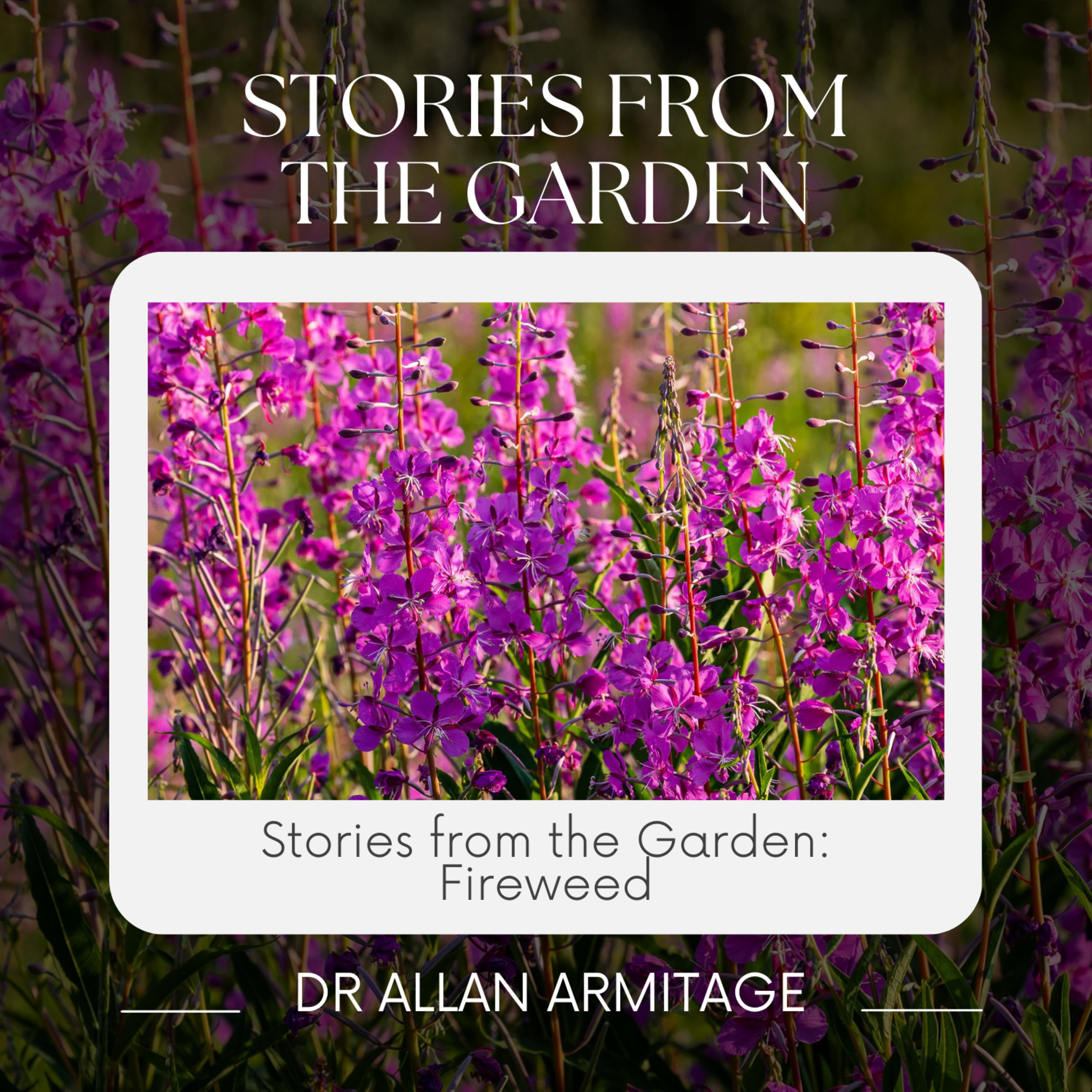 Stories from the Garden: Fireweed episode artwork