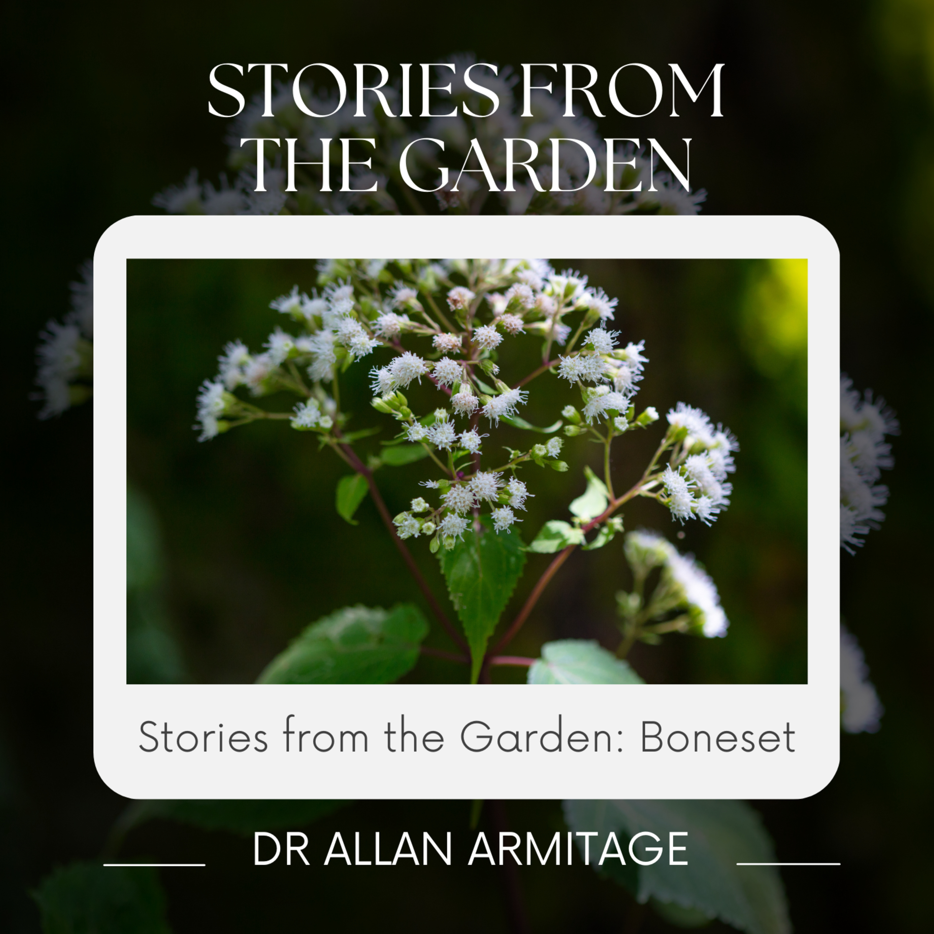 Stories from the Garden: Boneset episode artwork