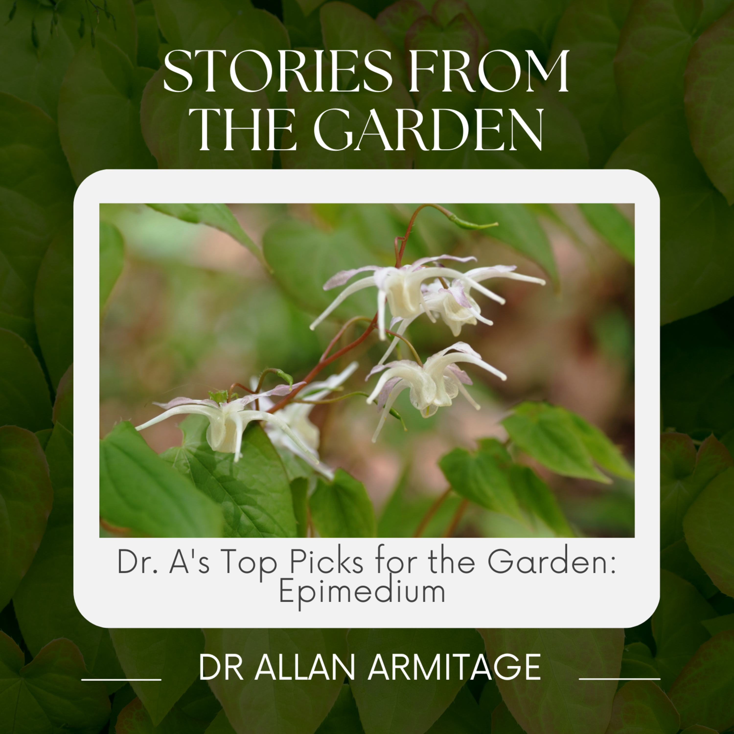 Dr. A's Top Picks from the Garden: Epimedium  episode artwork