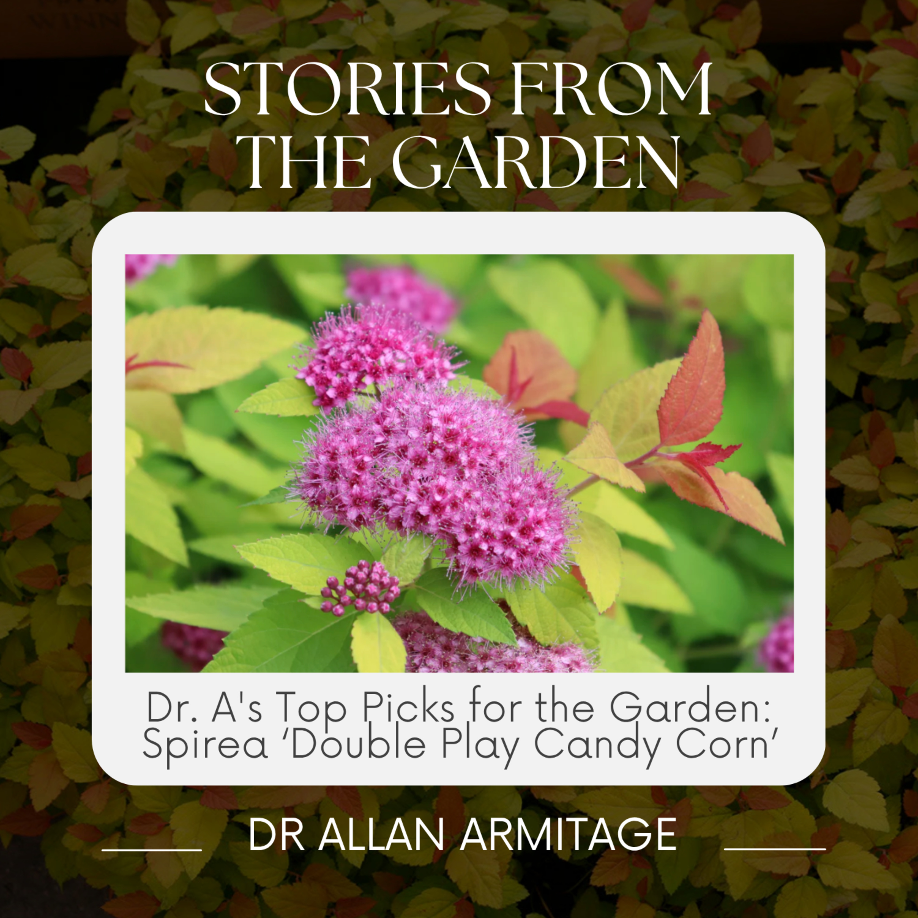Dr. A's Top Picks for the Garden: Spirea ‘Double Play Candy Corn’ episode artwork
