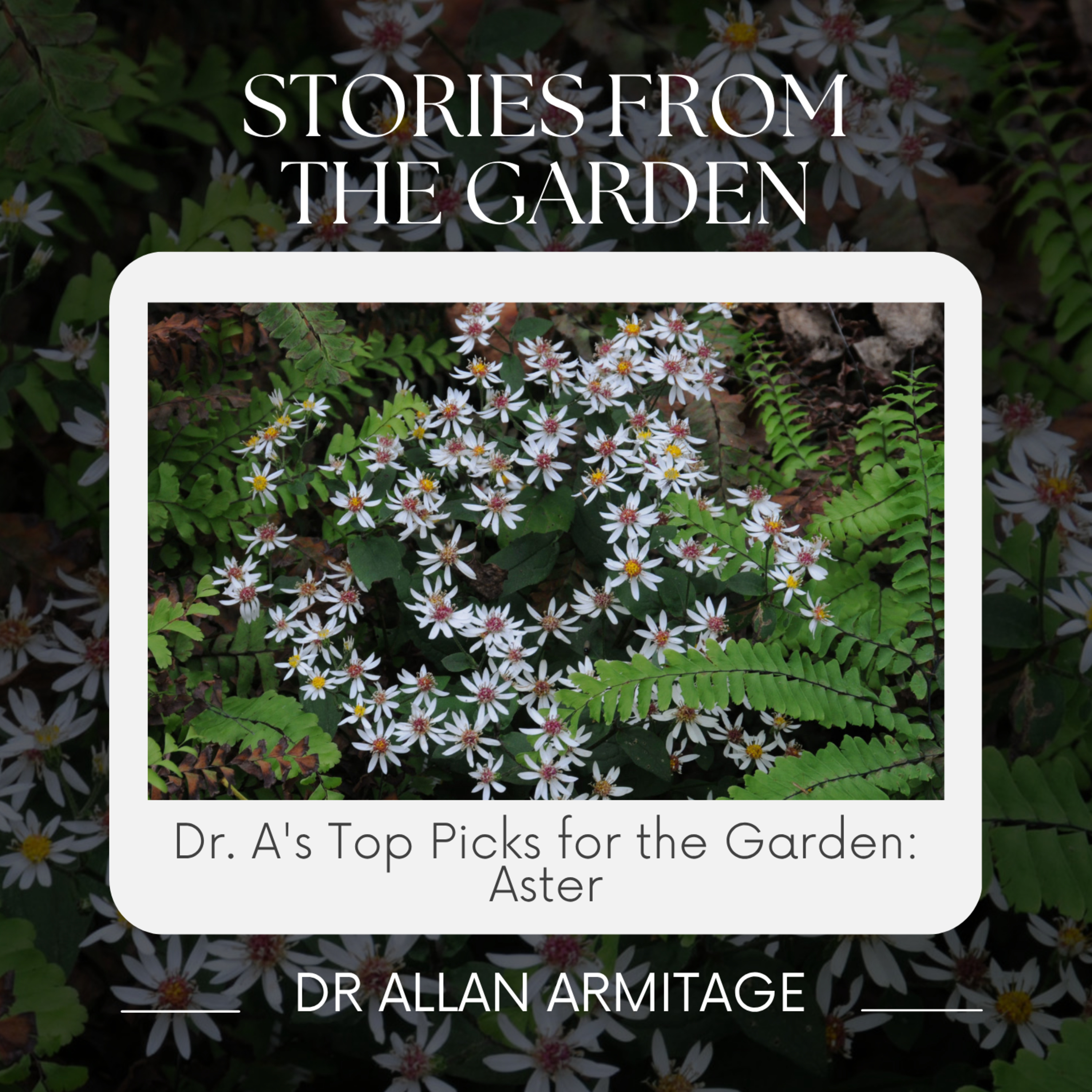 A Guide to Growing Asters in Your Garden episode artwork