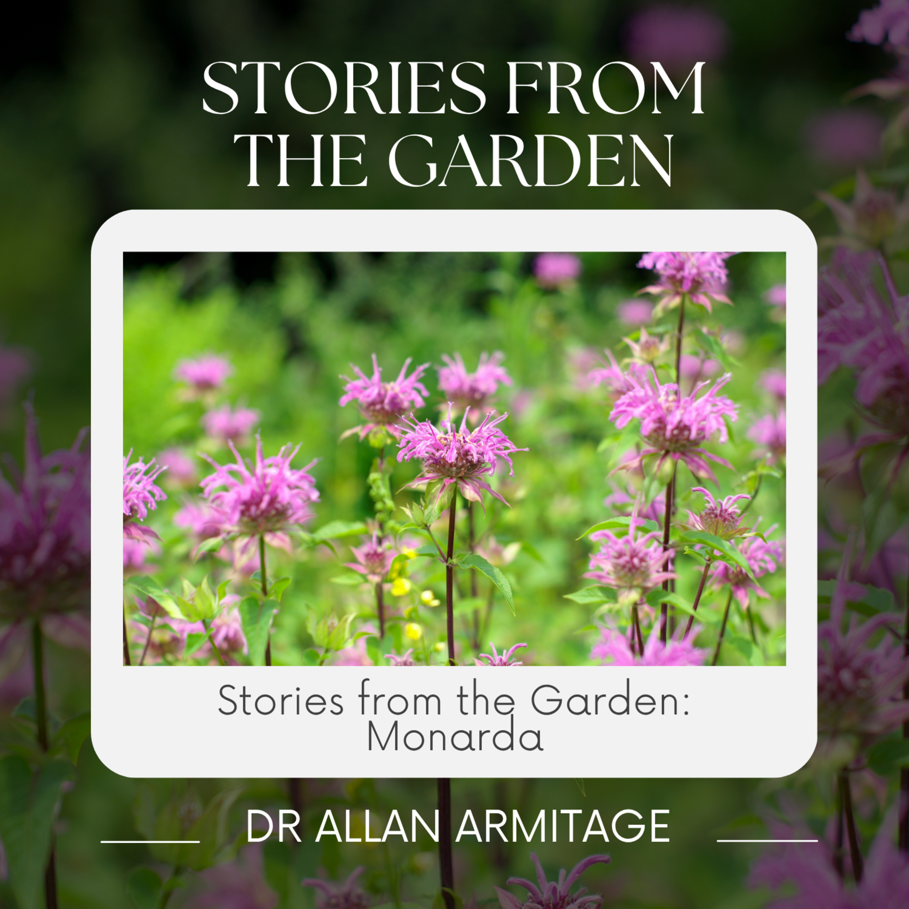 Revisting Stories from the Garden, Monarda episode artwork