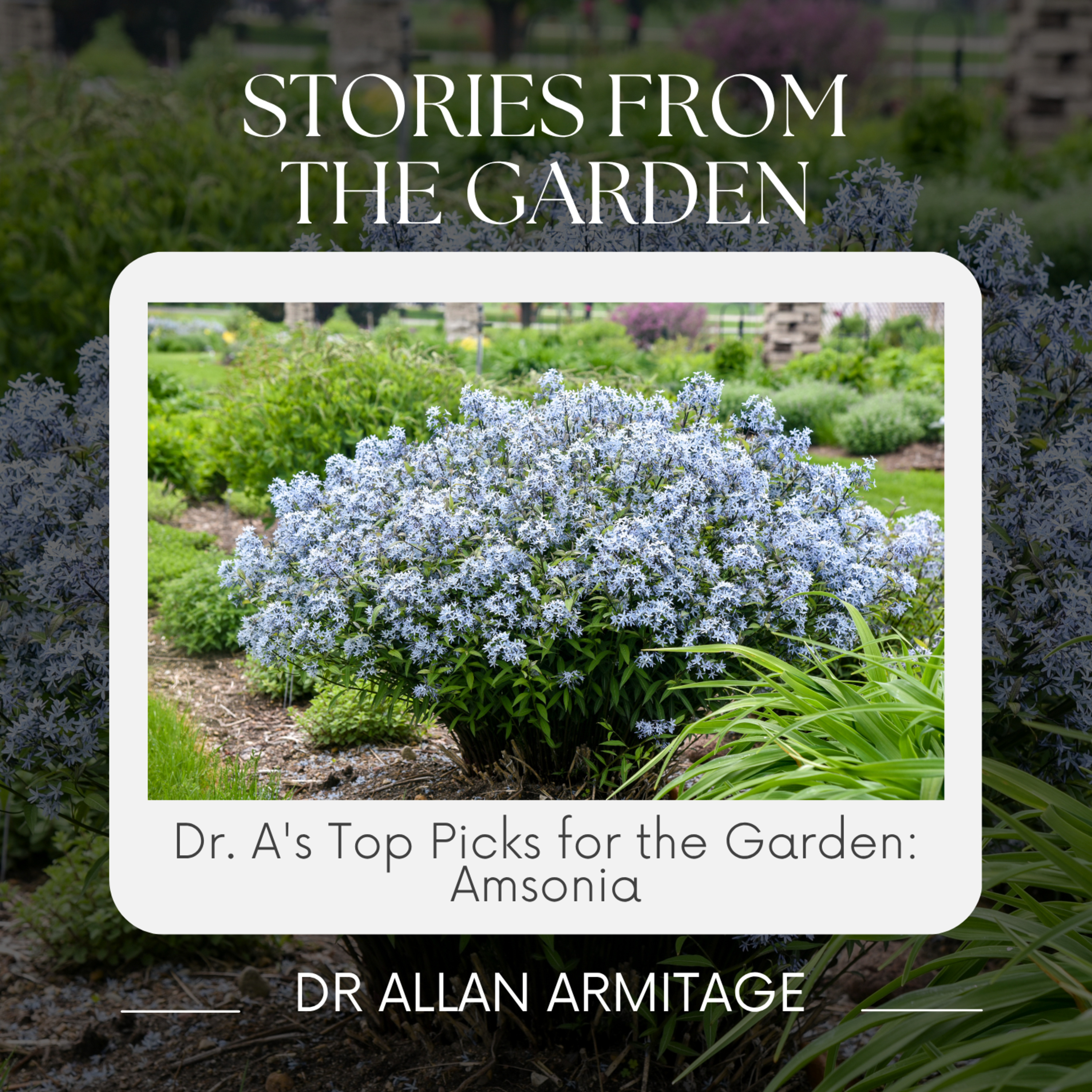 Dr.A's Top Picks from the Garden: Amsonia episode artwork