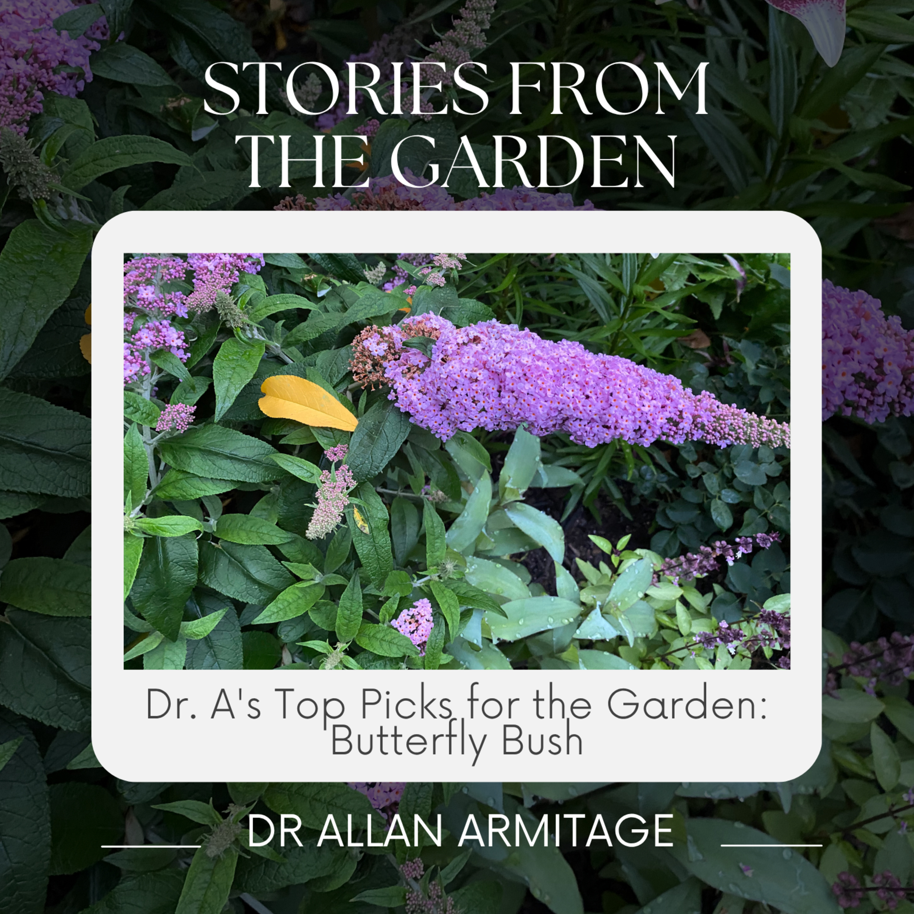 Dr. A's Top Picks for the Garden: Butterfly Bush episode artwork