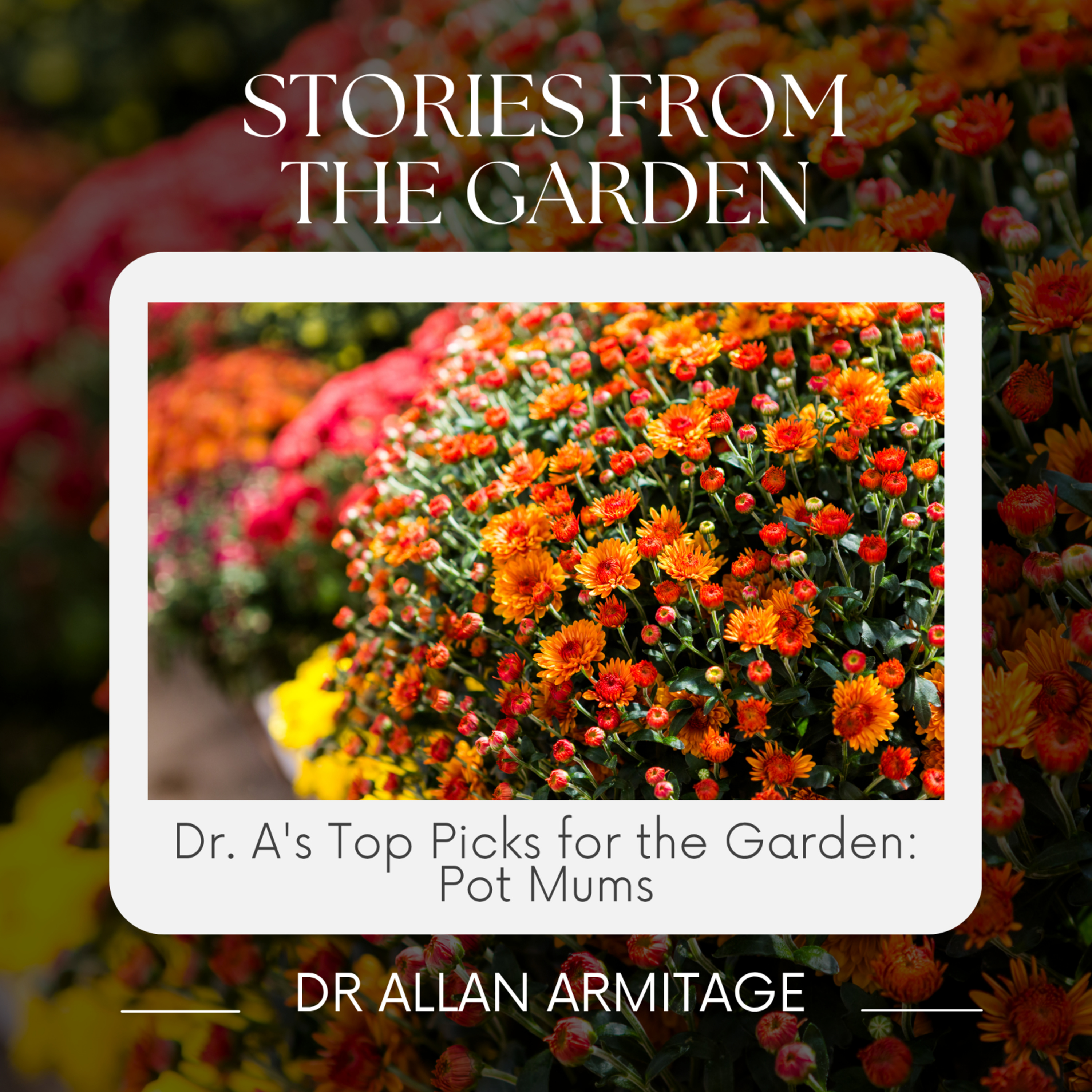 Dr. A's Top Picks for the Garden: Pot Mums