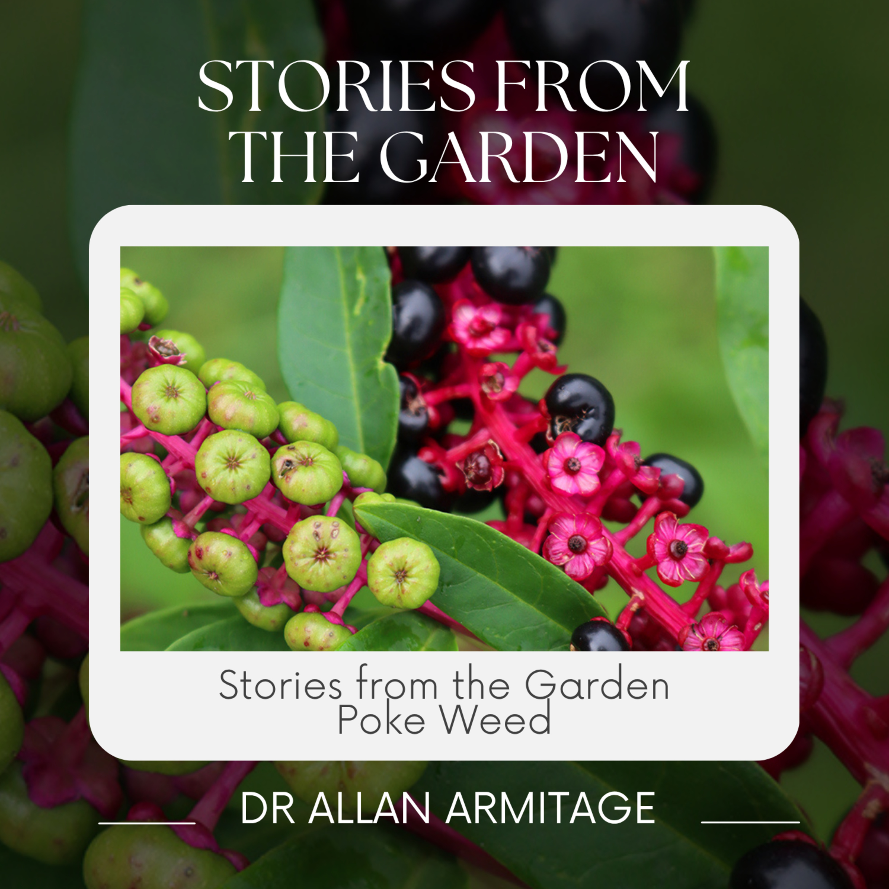 Stories from the Garden: Pokeweed