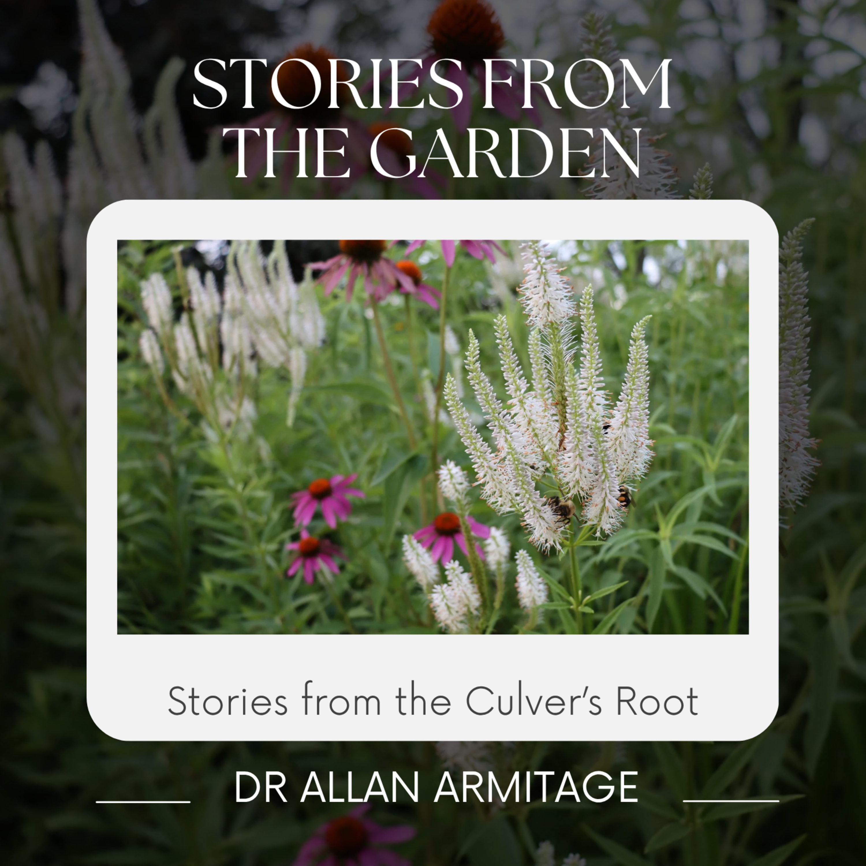 Stories from the Garden: Culver's Root
