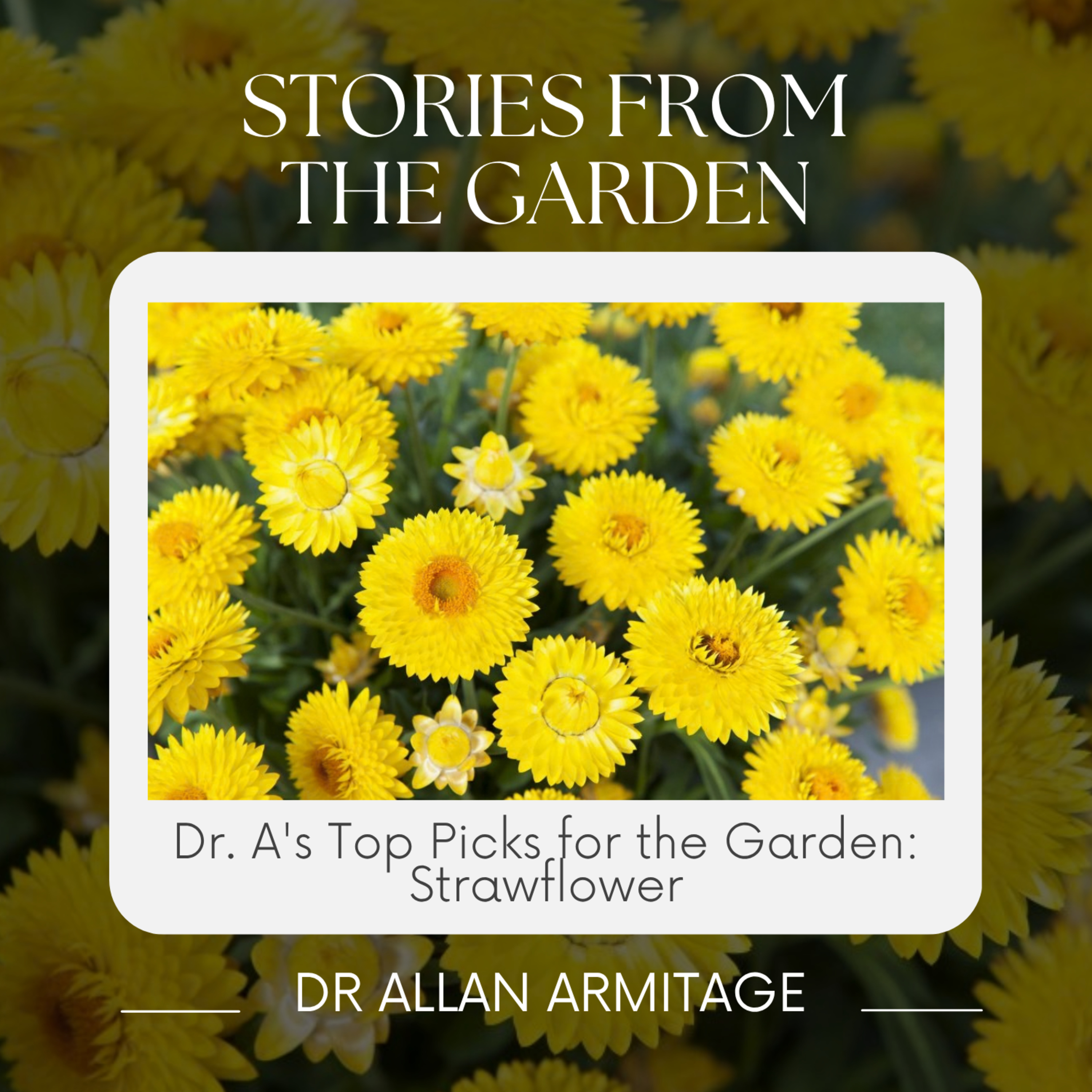 Dr.A's Top Picks for the Garden: Strawflower