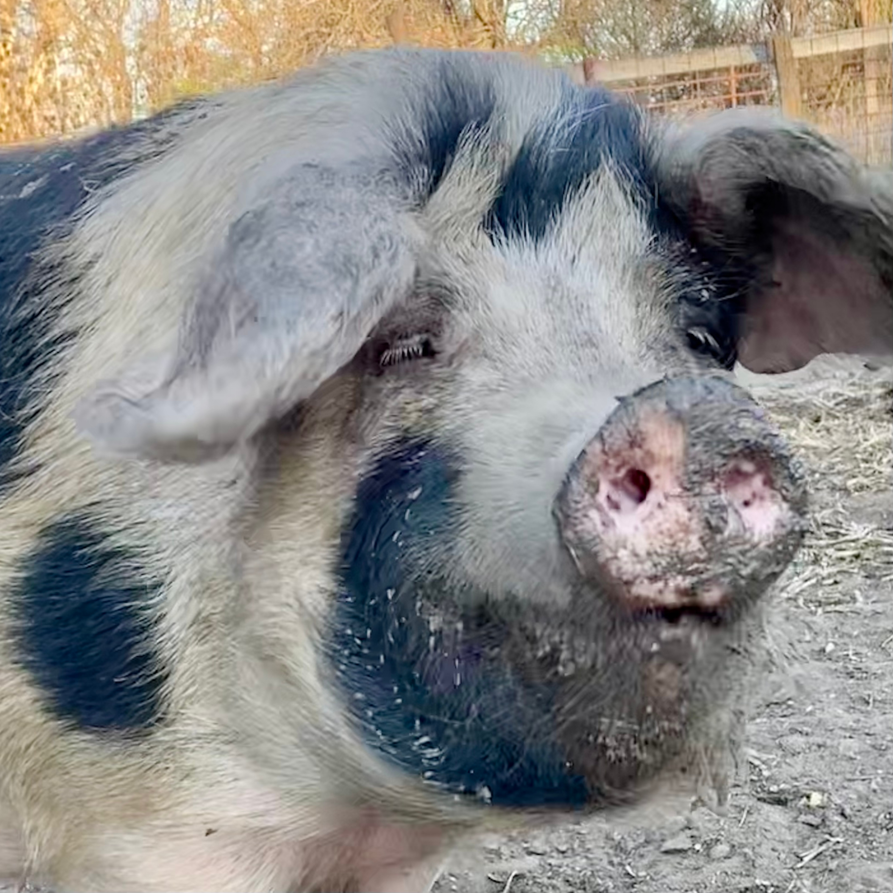 Sacred Heart Homestead