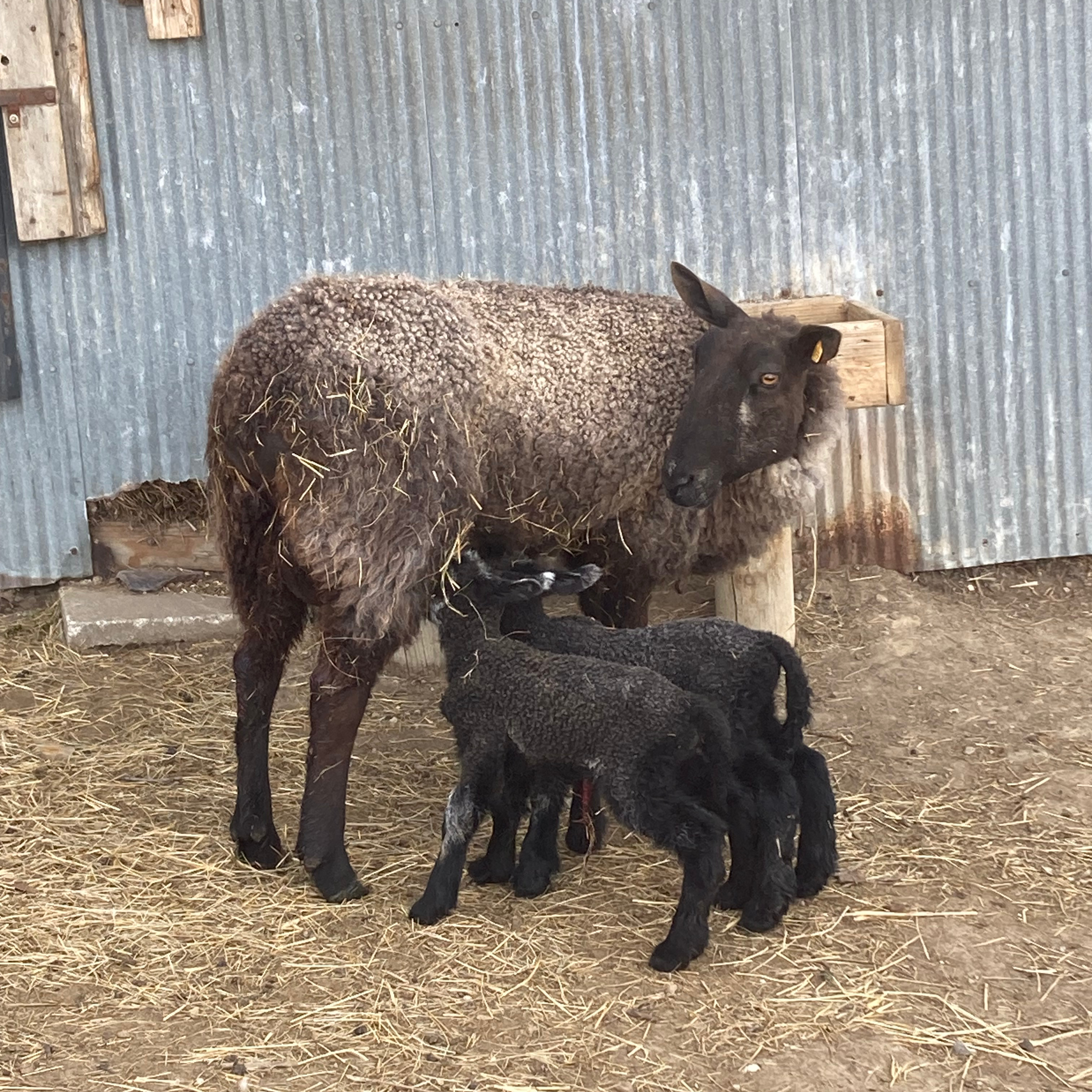 Sacred Heart Homestead