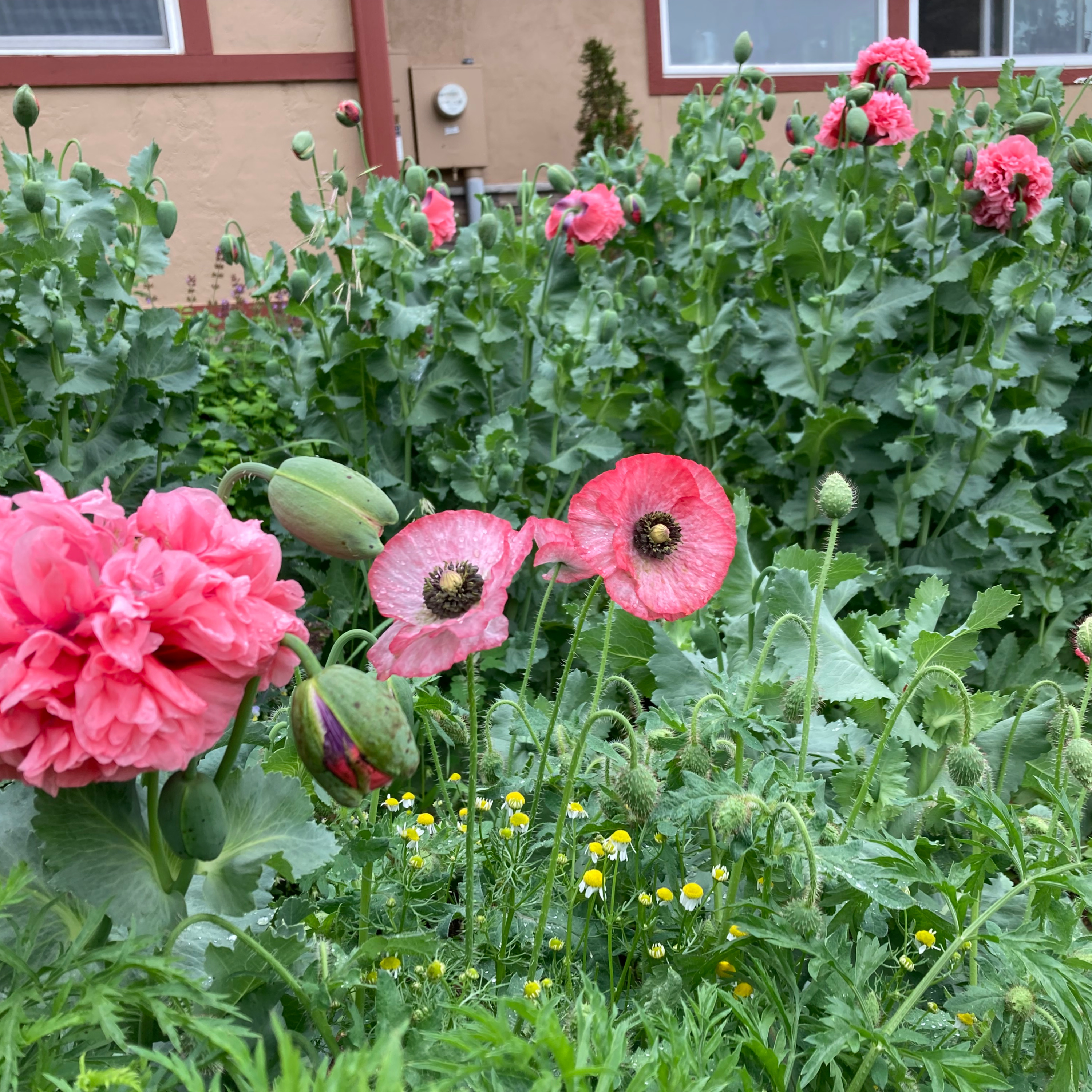 Sacred Heart Homestead