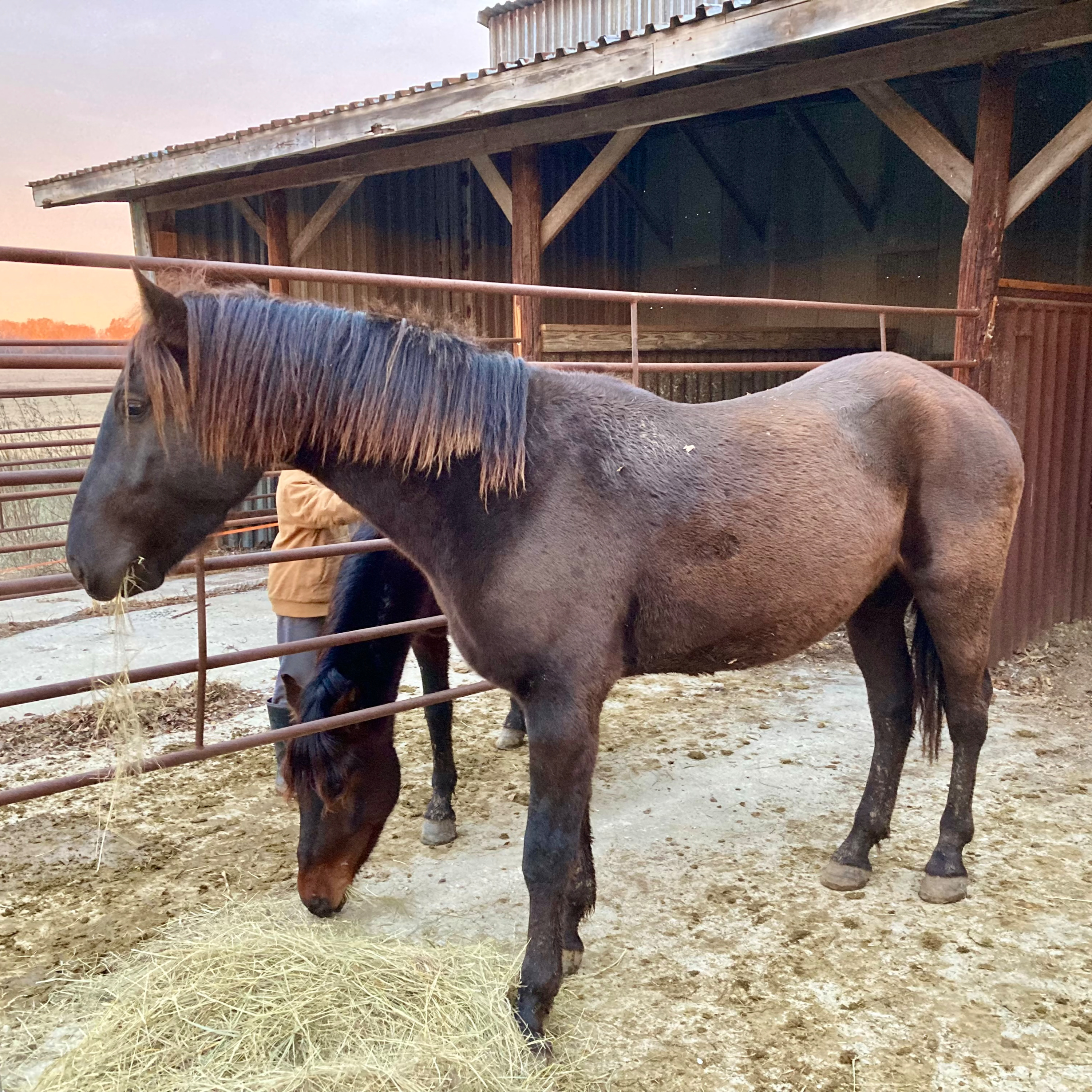 Sacred Heart Homestead