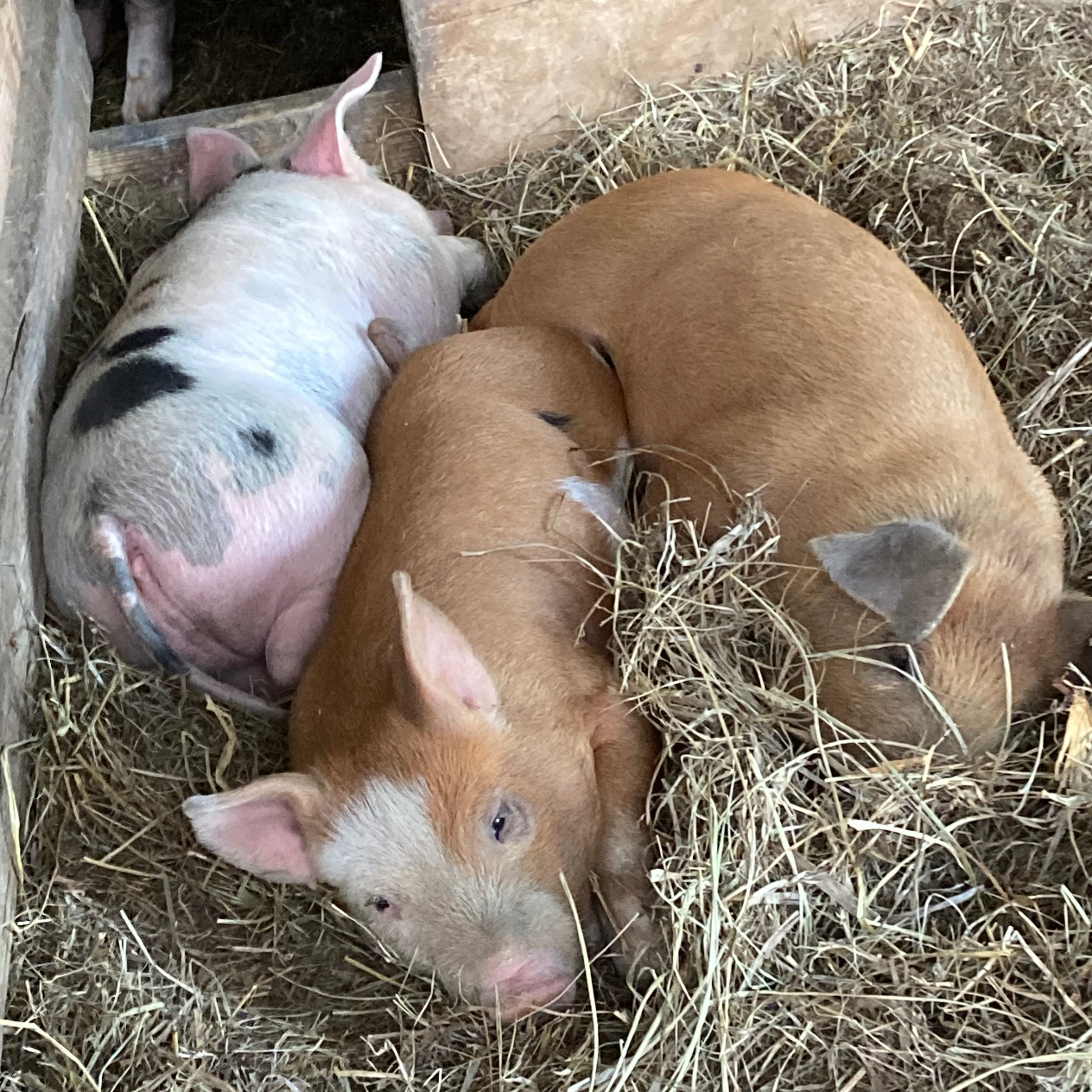 #66 Nose to Tail: How to eat all the parts of a pig and homestead update! episode artwork