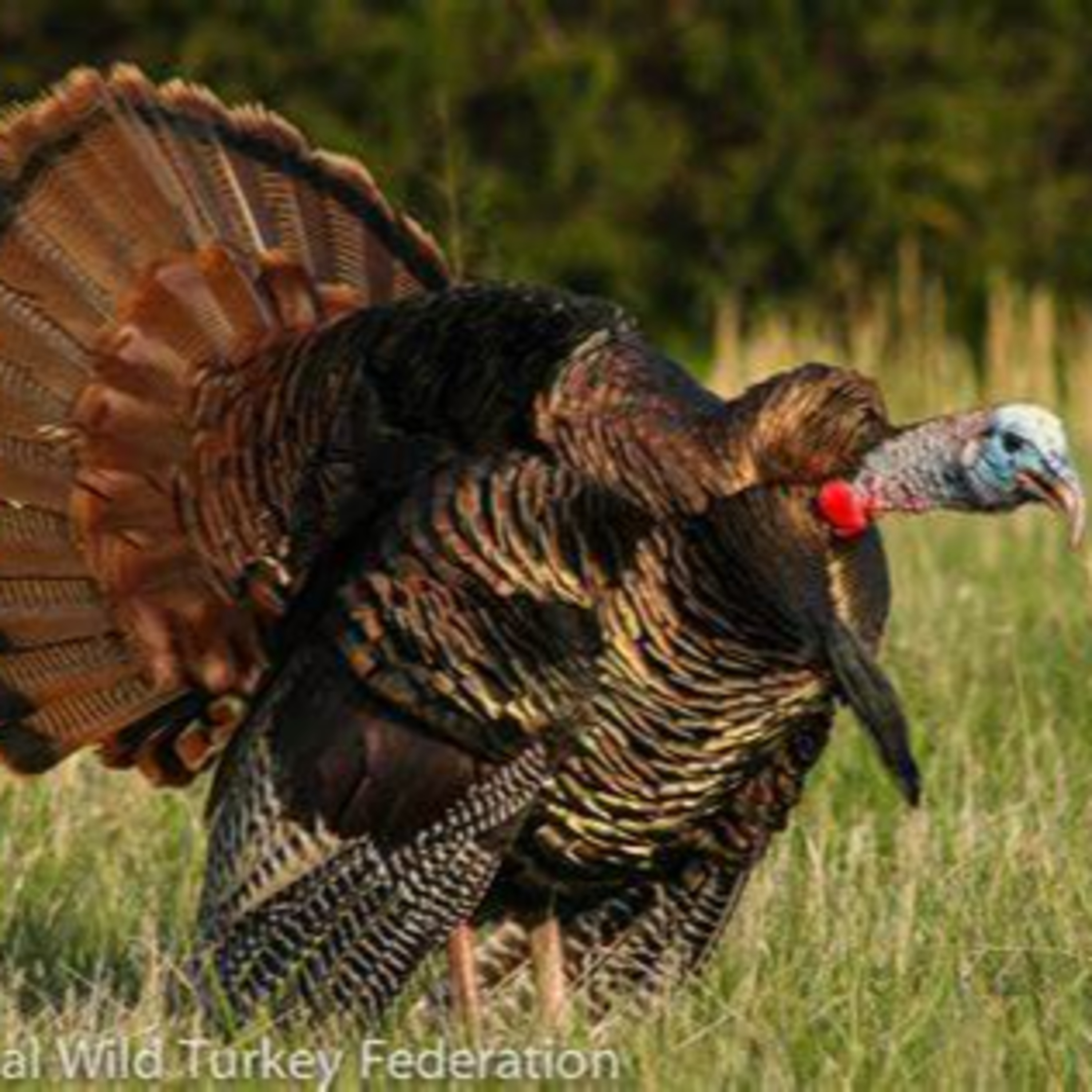 Episode 4. We close out 2023 Deer season and bring in 2024 Turkey season episode artwork