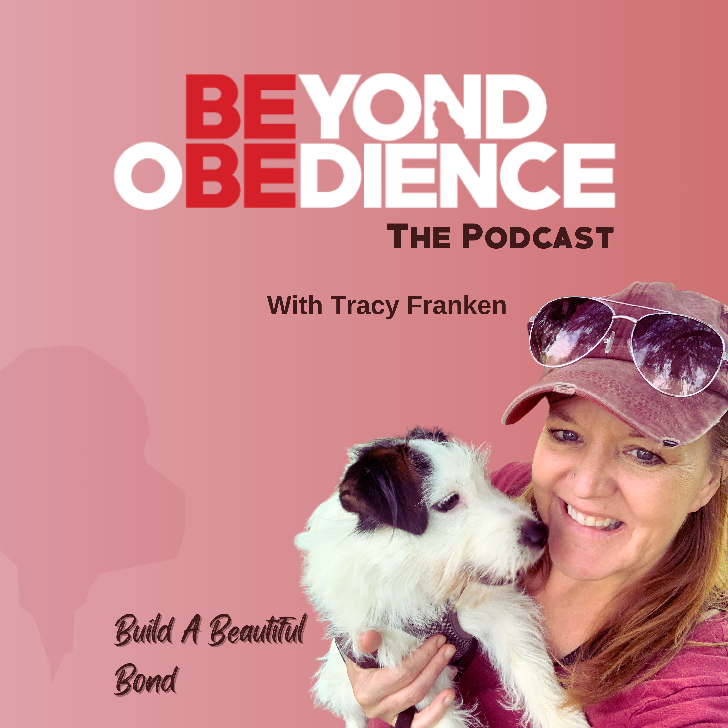 Beyond Obedience | Dog Training, Dog Behaviour Training, Scared Dogs, Reactive Dogs