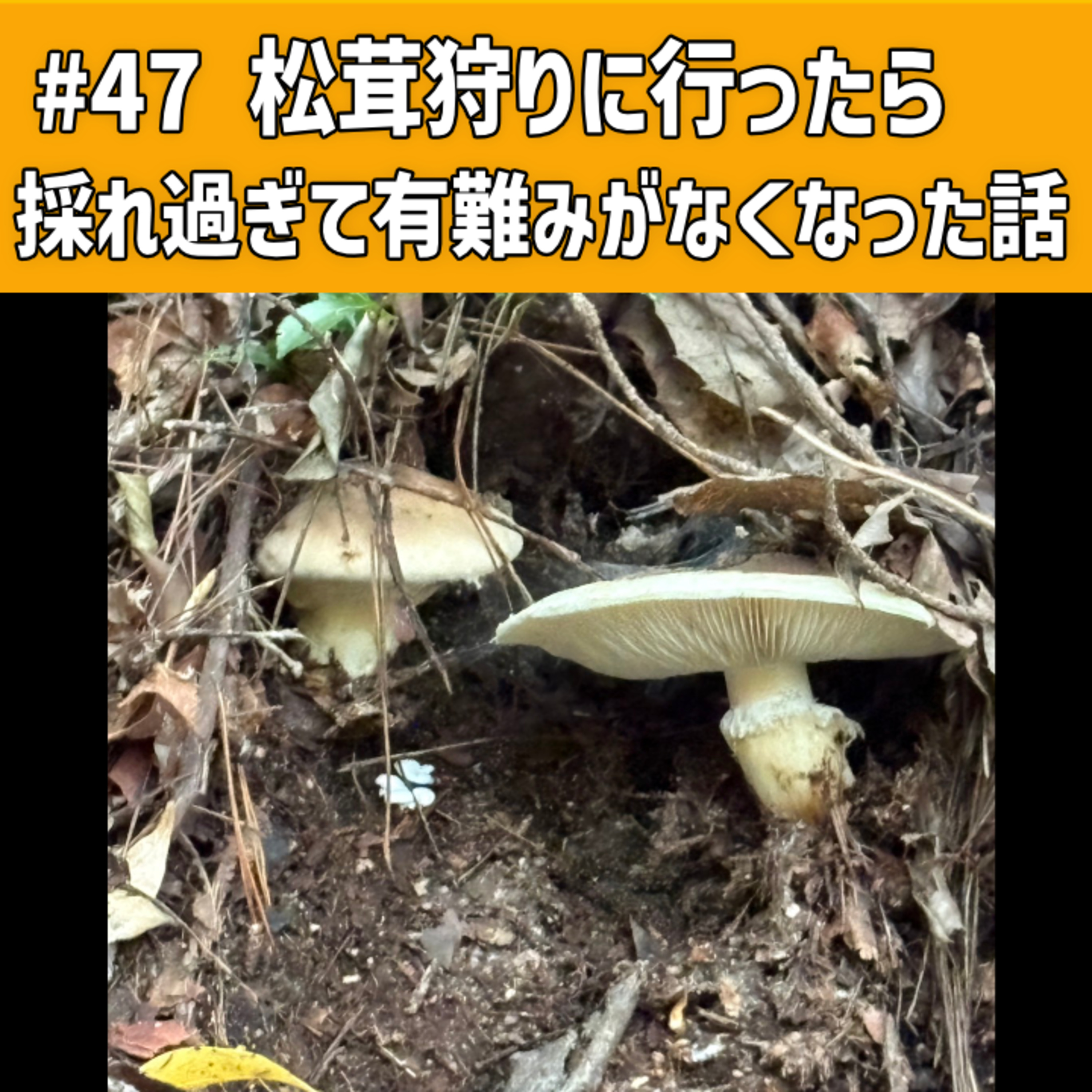 #47 松茸狩りに行ったら採れ過ぎて有難みがなくなった話