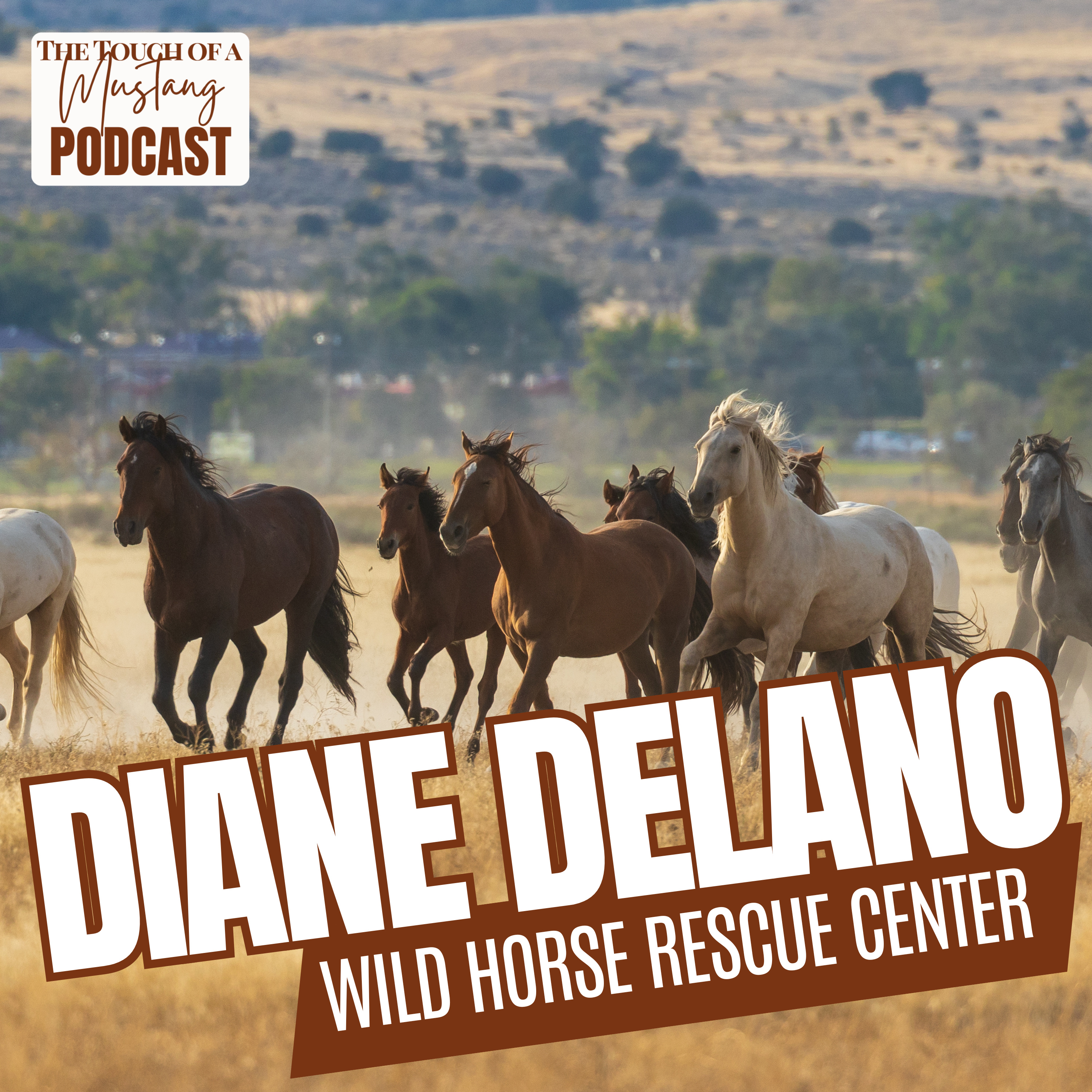 The Touch of a Mustang