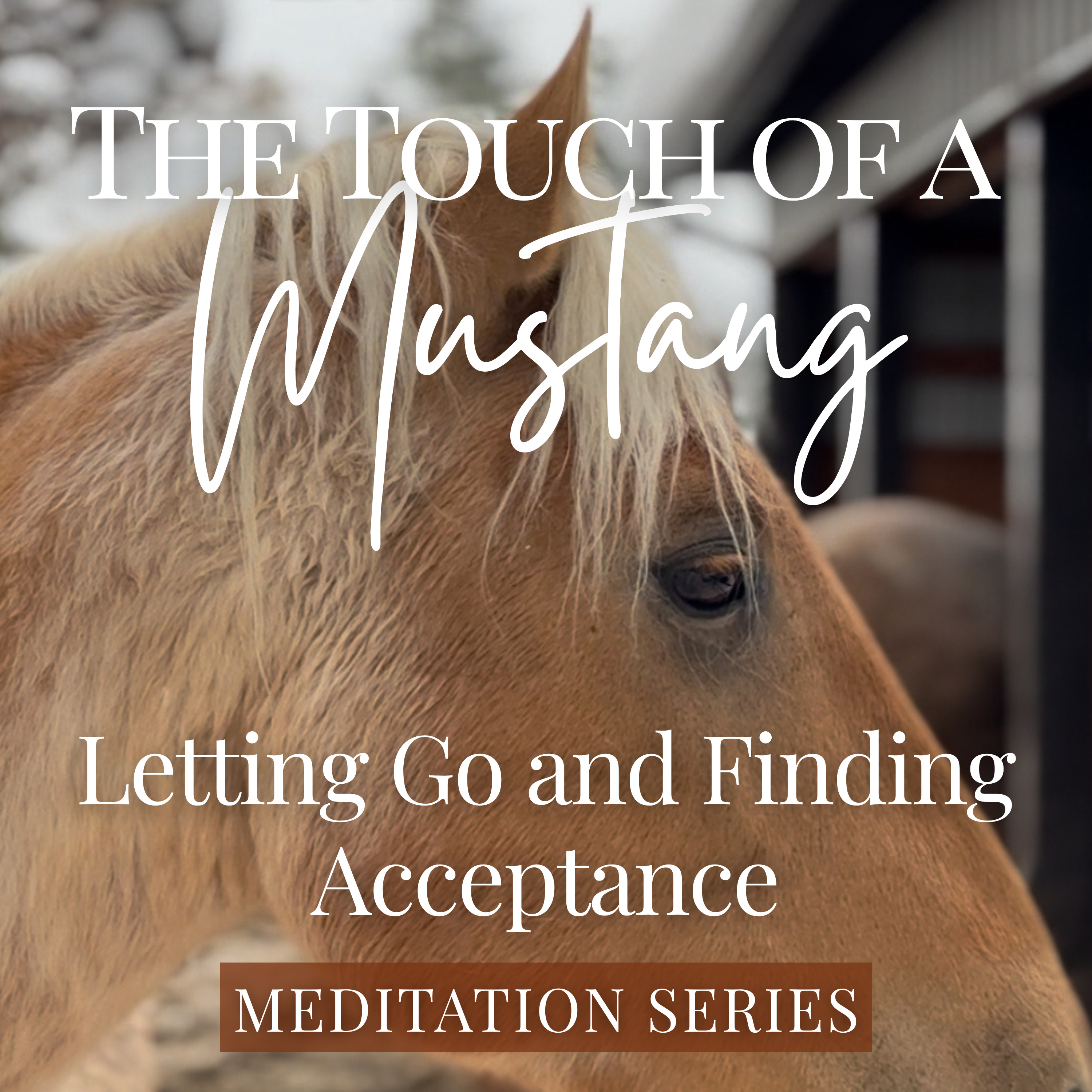 The Touch of a Mustang