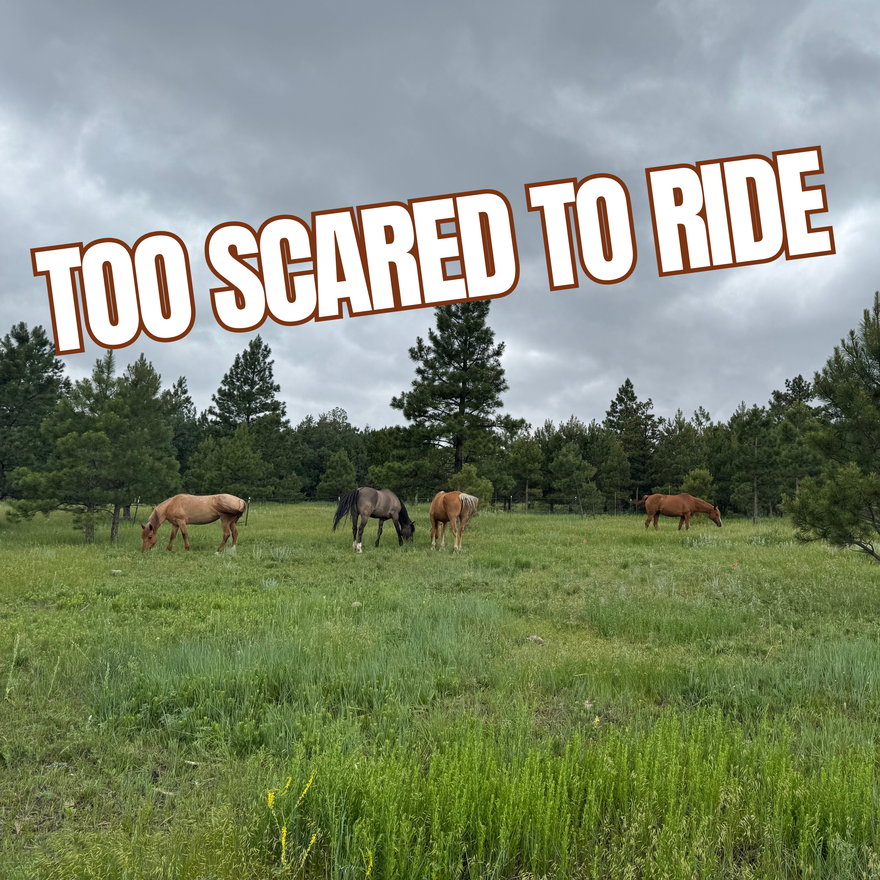 The Touch of a Mustang