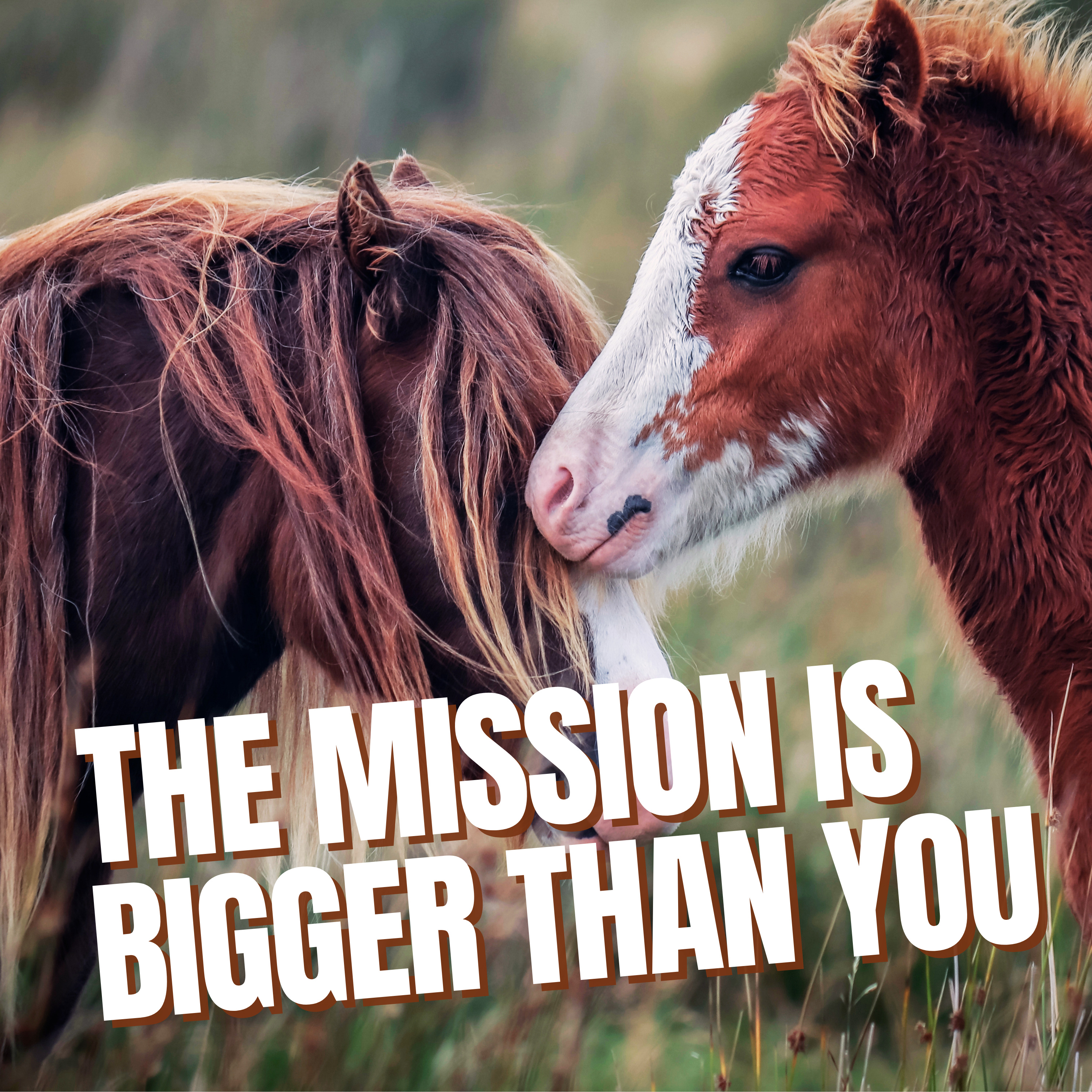 The Touch of a Mustang