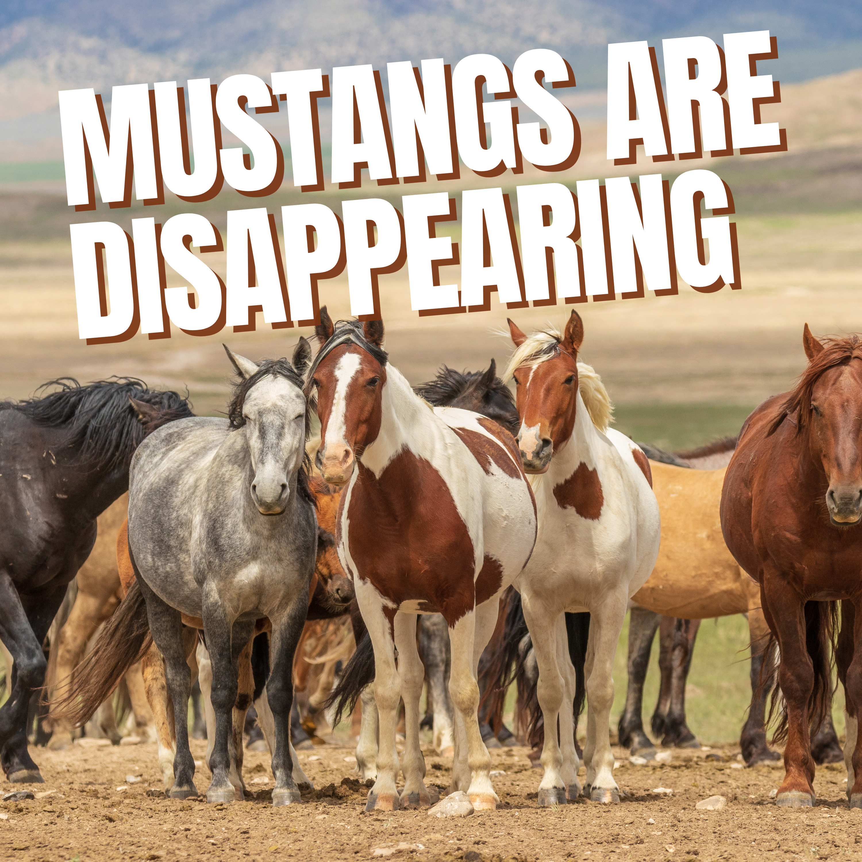 The Touch of a Mustang