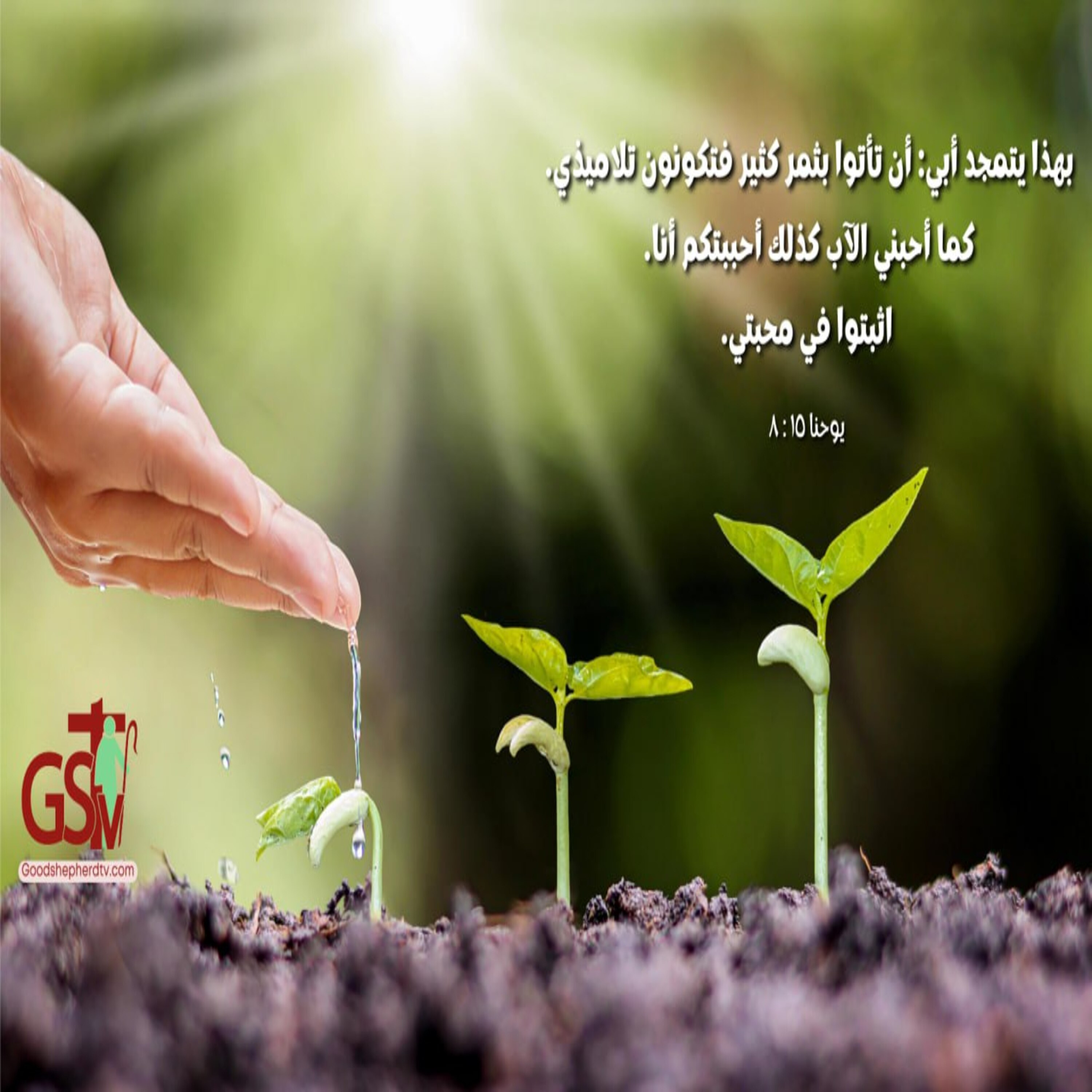 الأغصان المثمرة - خبزنا اليومي episode artwork