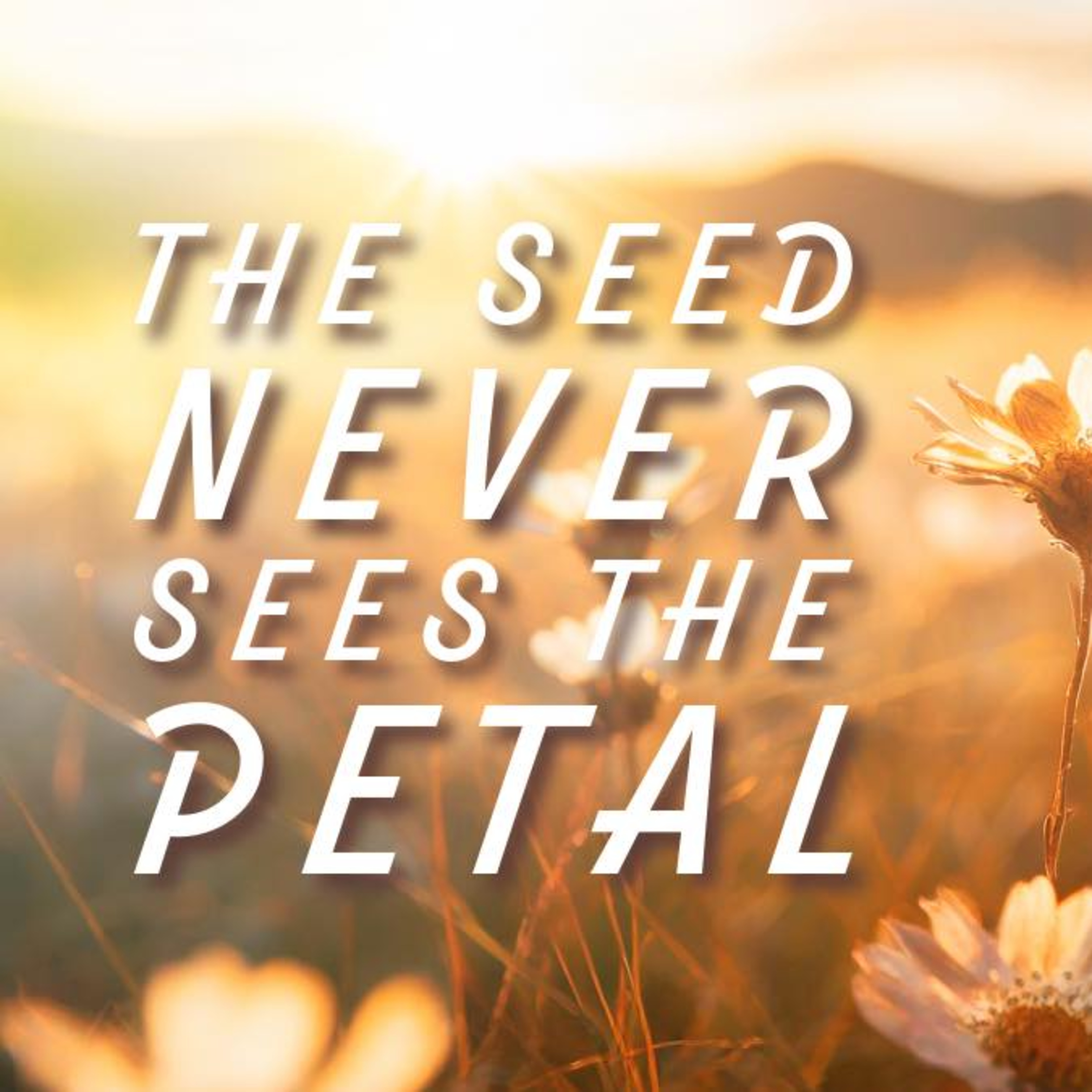 Sunday May 5th - The Seed Never Sees the Petal - Jonathan Pasquale episode artwork