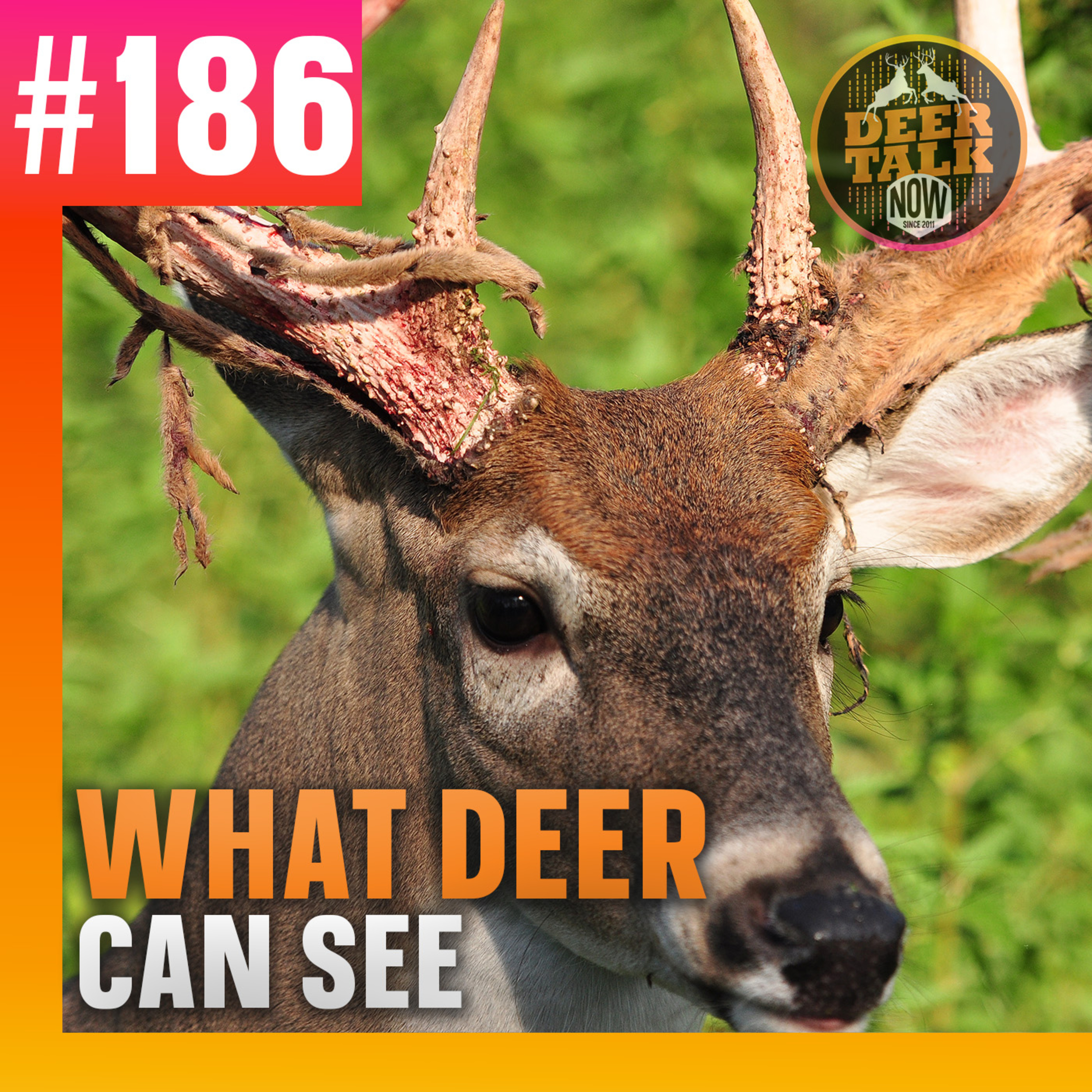 #186: WHAT DEER CAN SEE with Dr. D'Angelo & Dr. Jorge