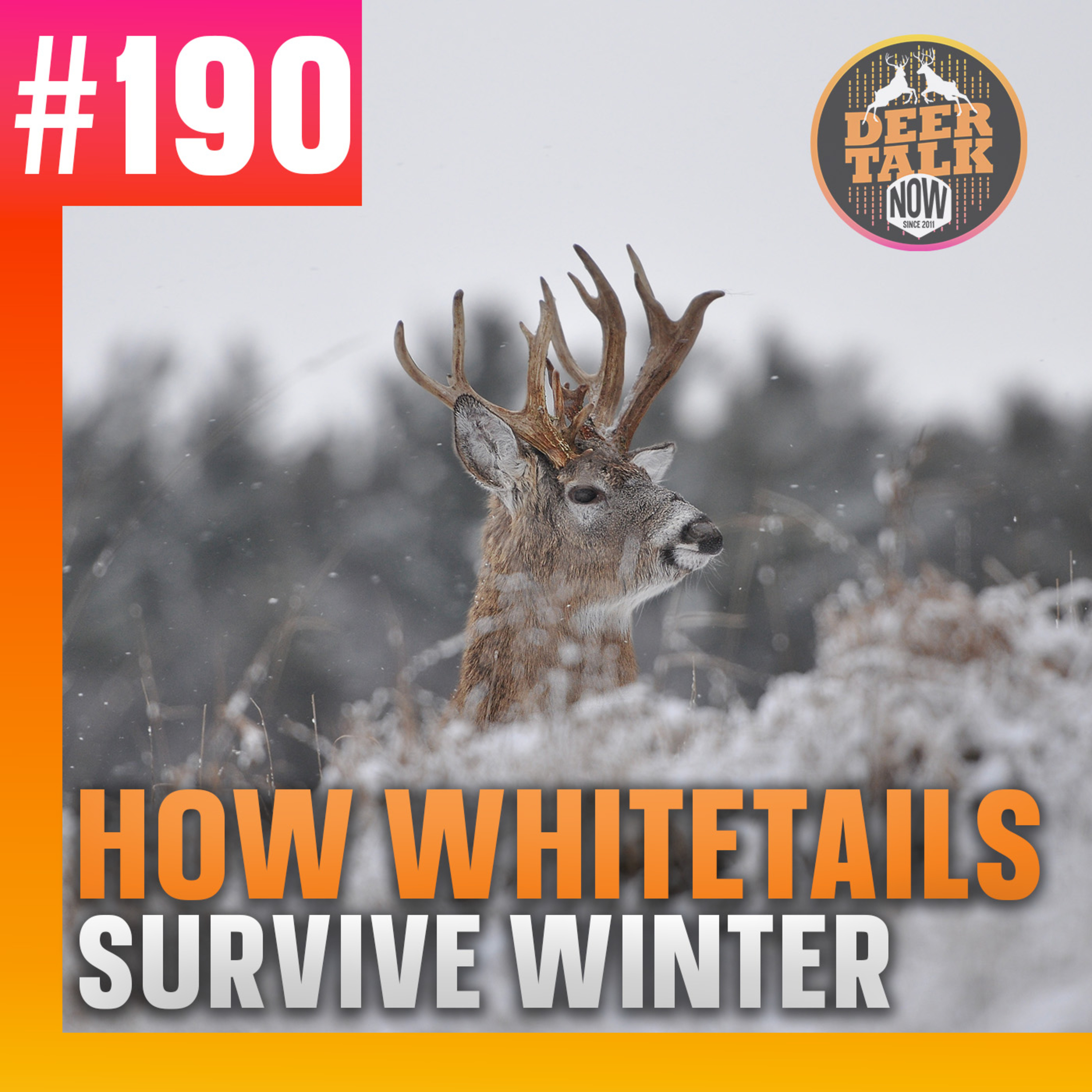 #190: HOW WHITETAILS SURVIVE WINTER with Brad Rucks
